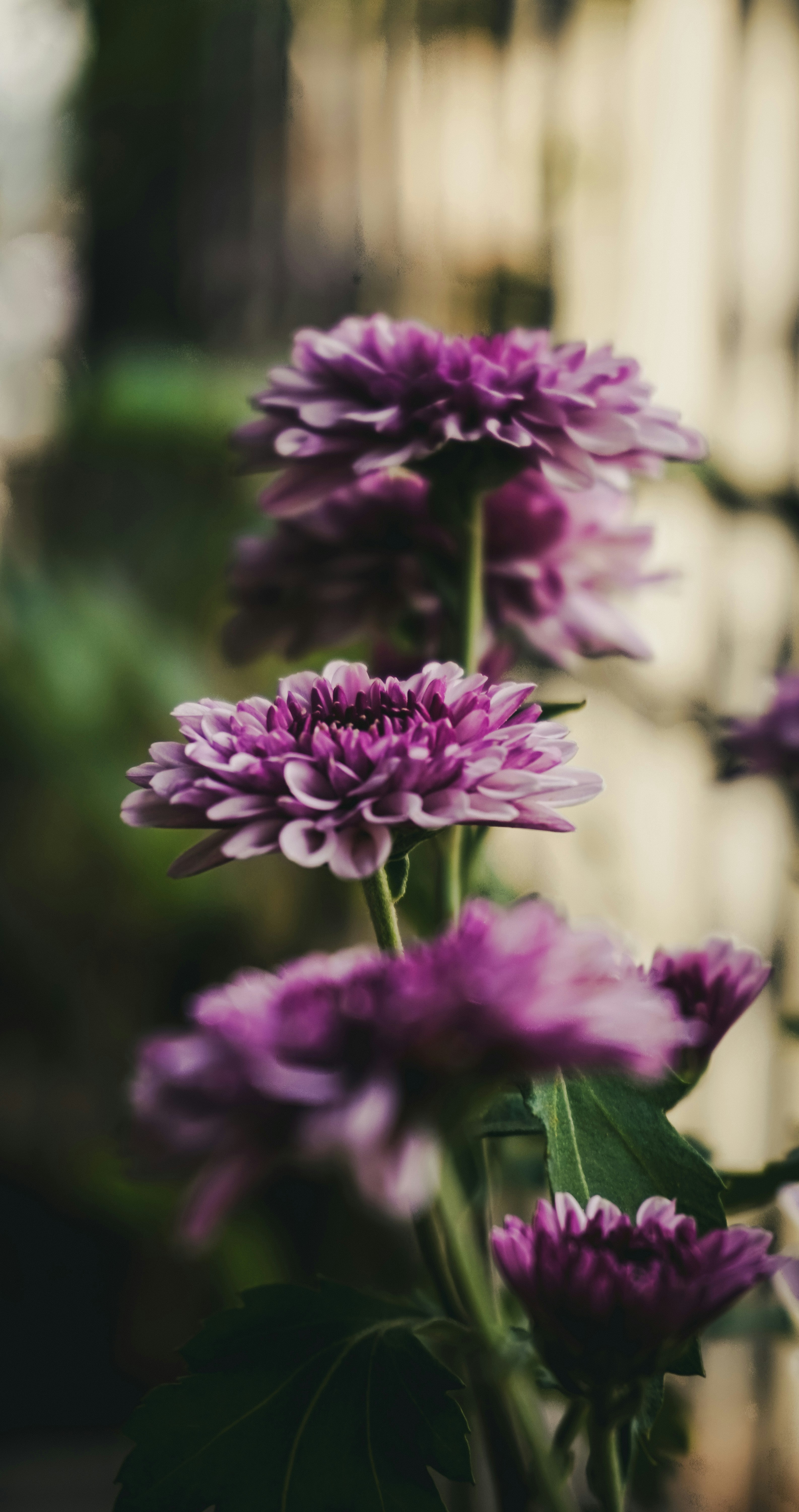 A bunch of purple flowers in a vase photo – Free Wallpaper Image on Unsplash, image size:3000x5675