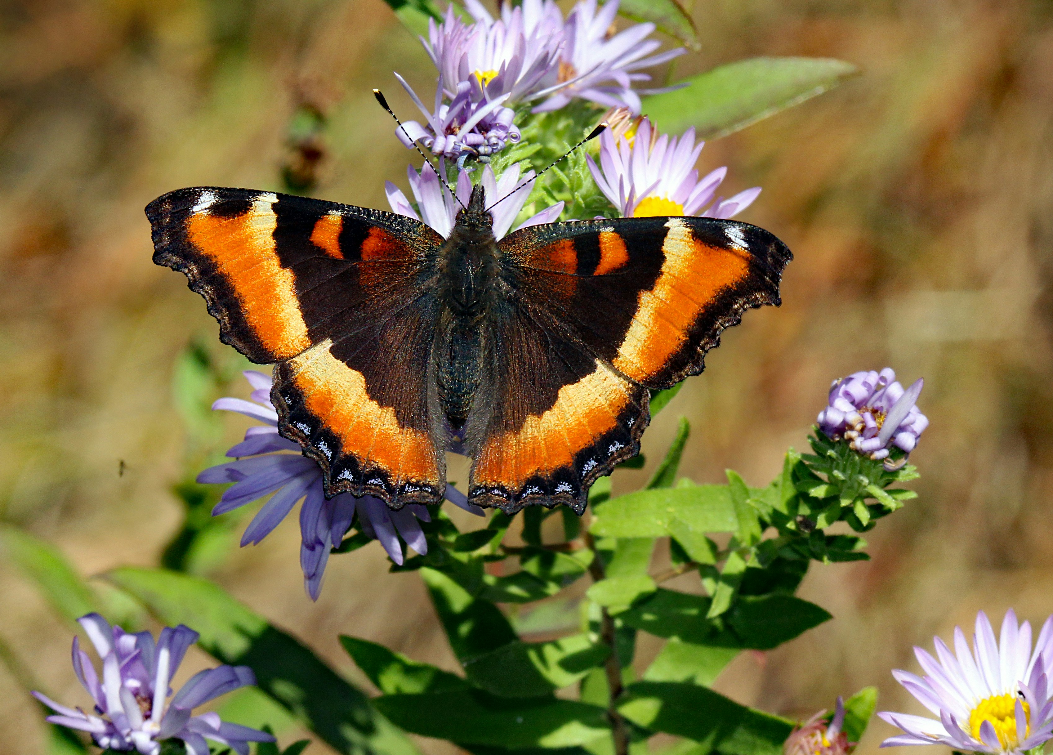 Photo by telliottmbamsc