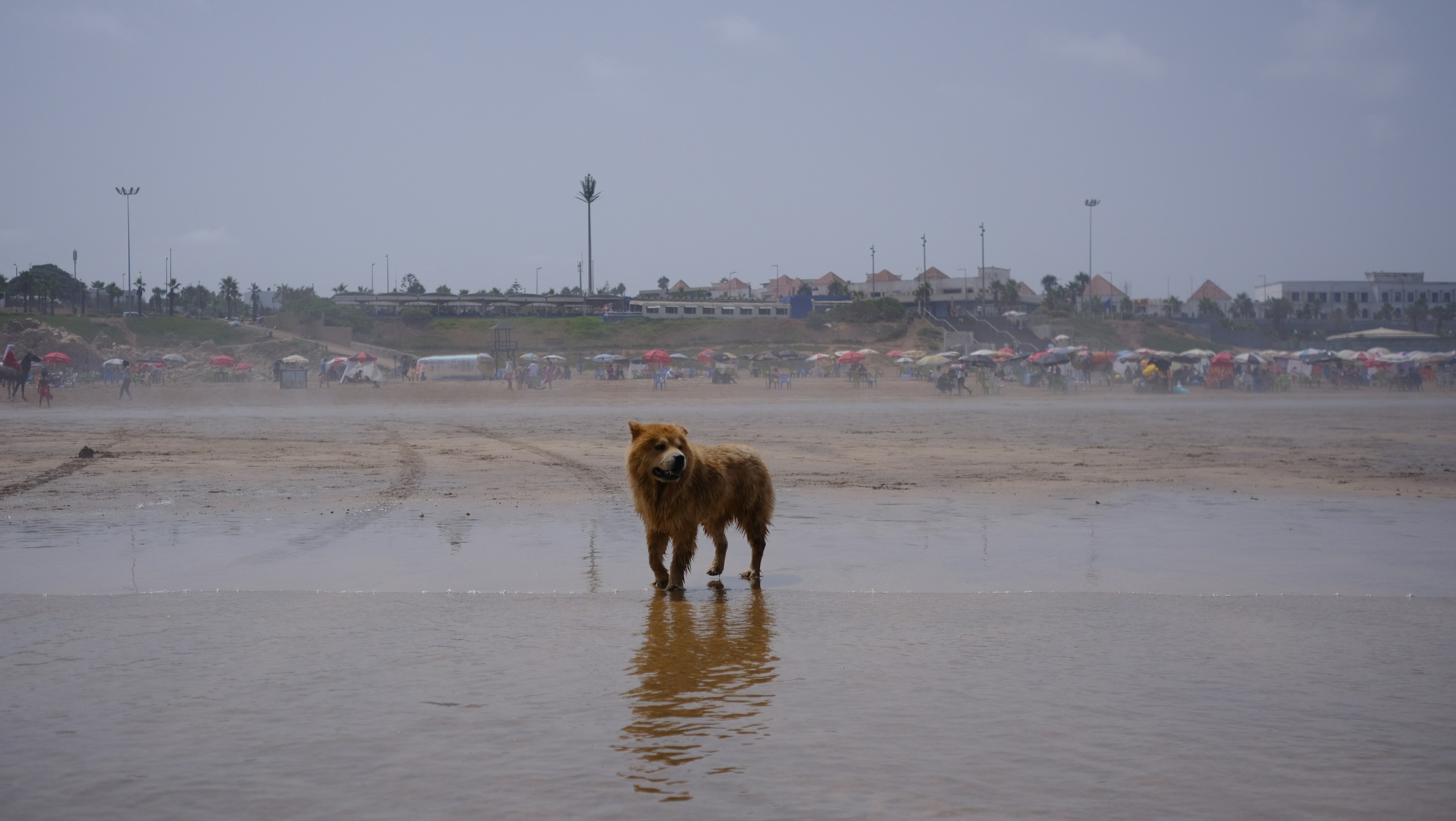 A couple of horses standing on top of a wet beach