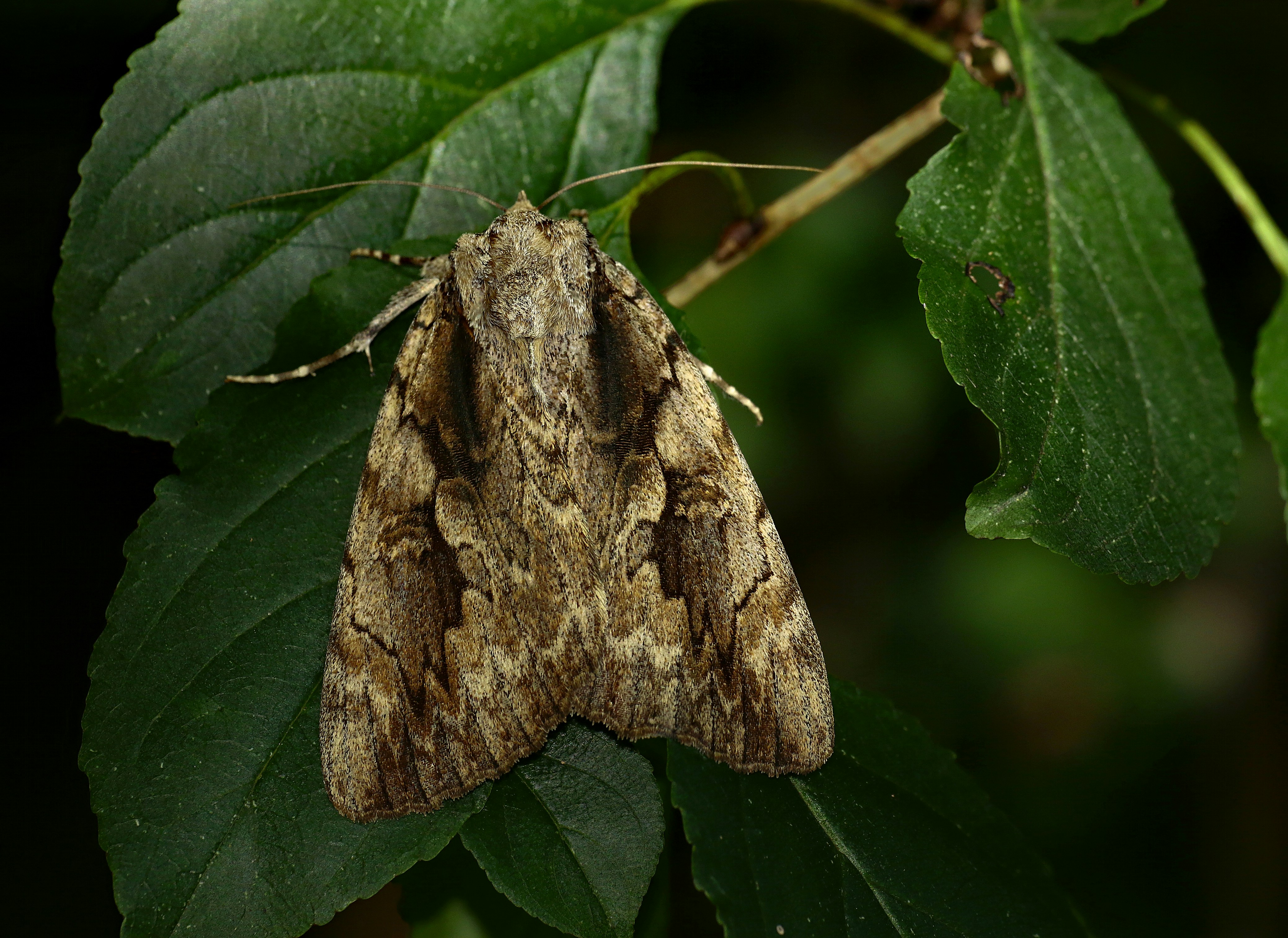 Photo by telliottmbamsc