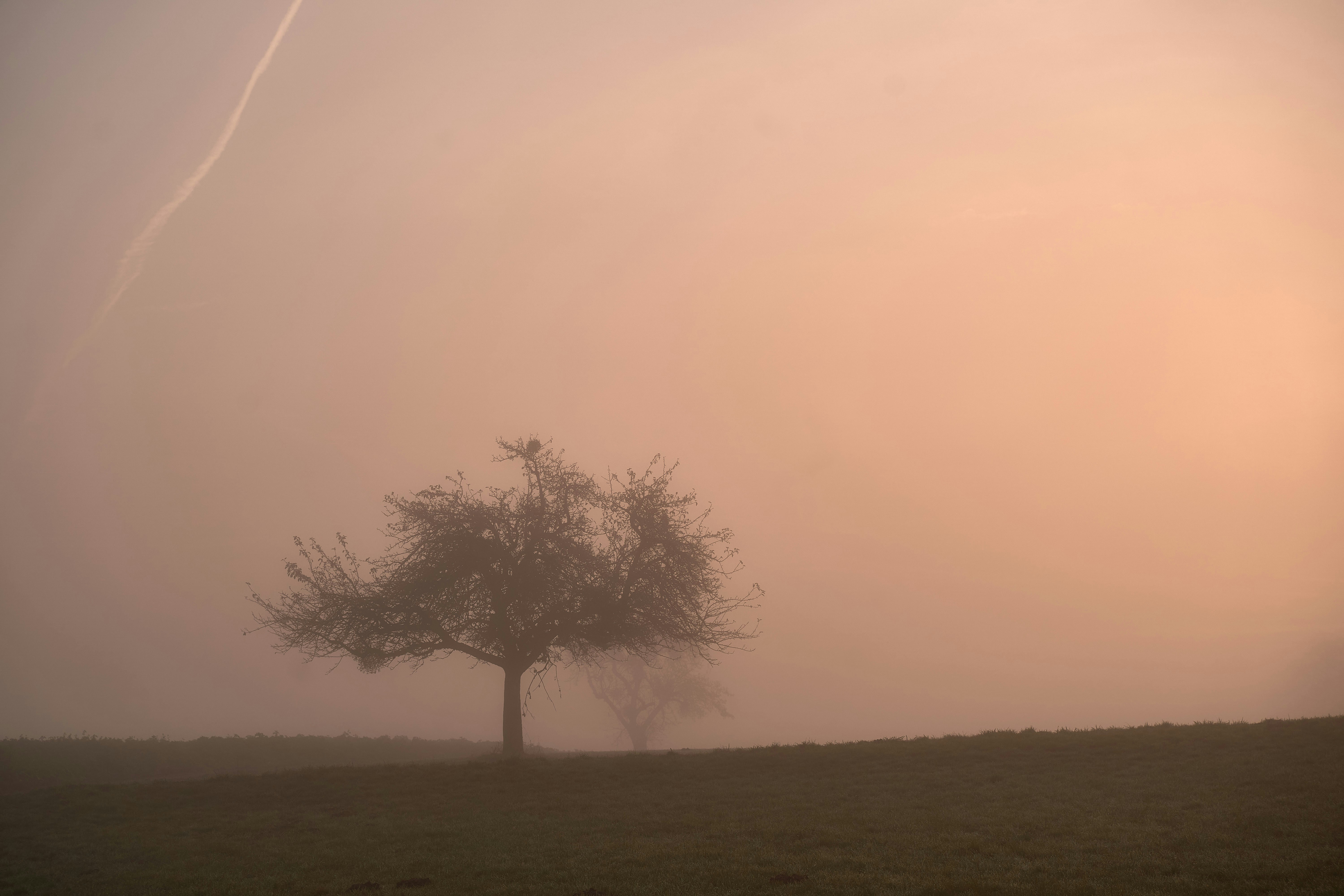 Photo by wolfgang_hasselmann