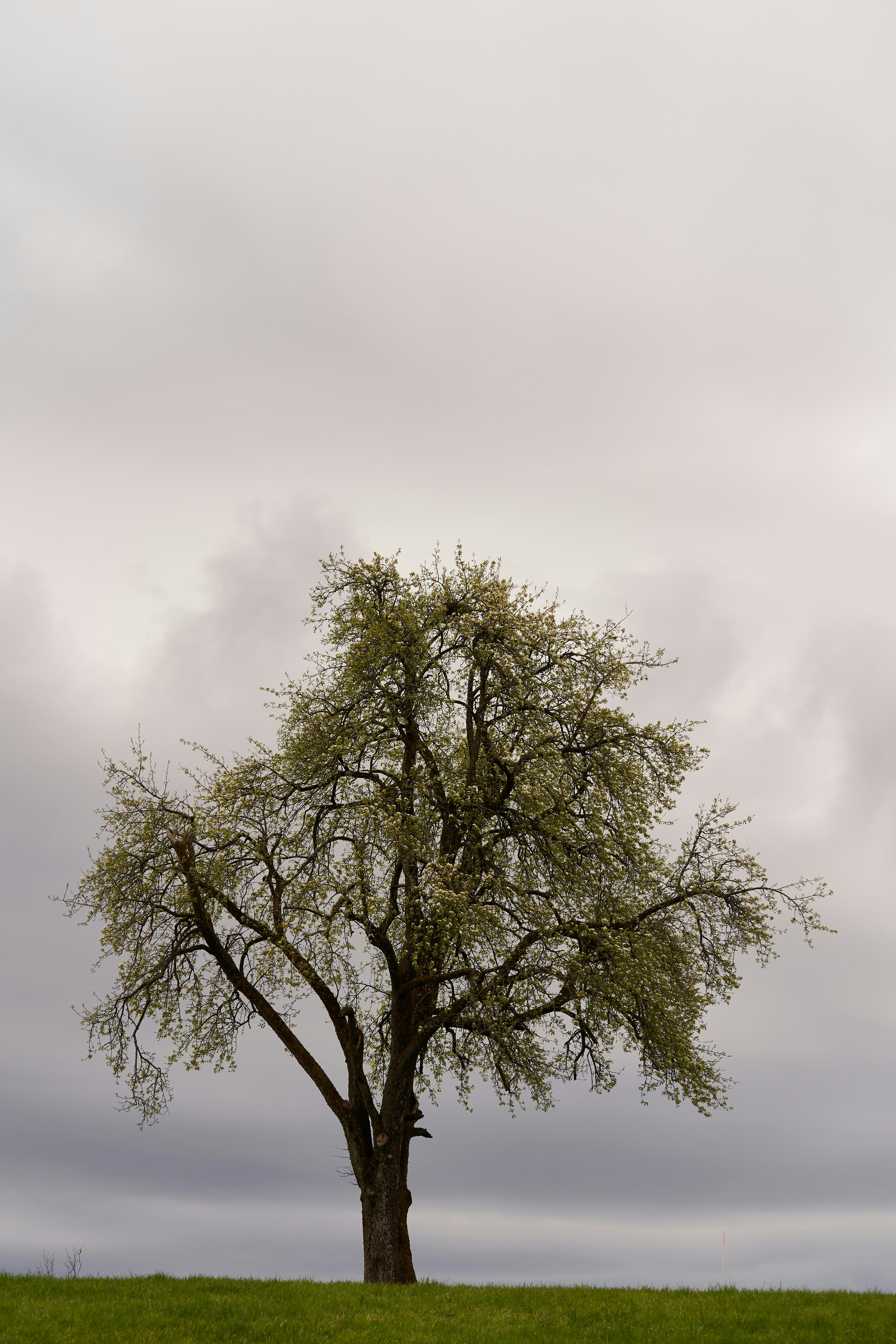 Photo by wolfgang_hasselmann