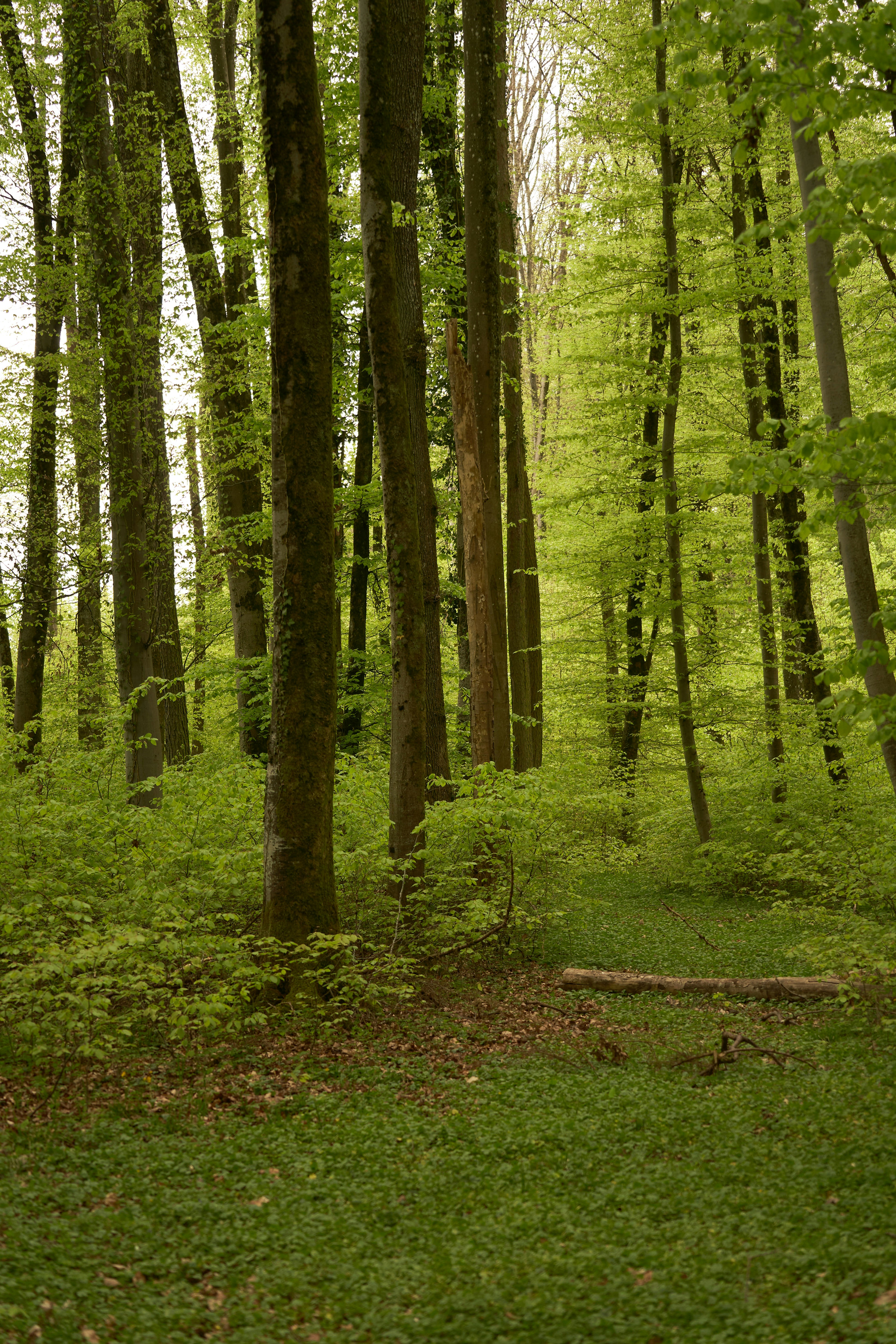 Photo by wolfgang_hasselmann