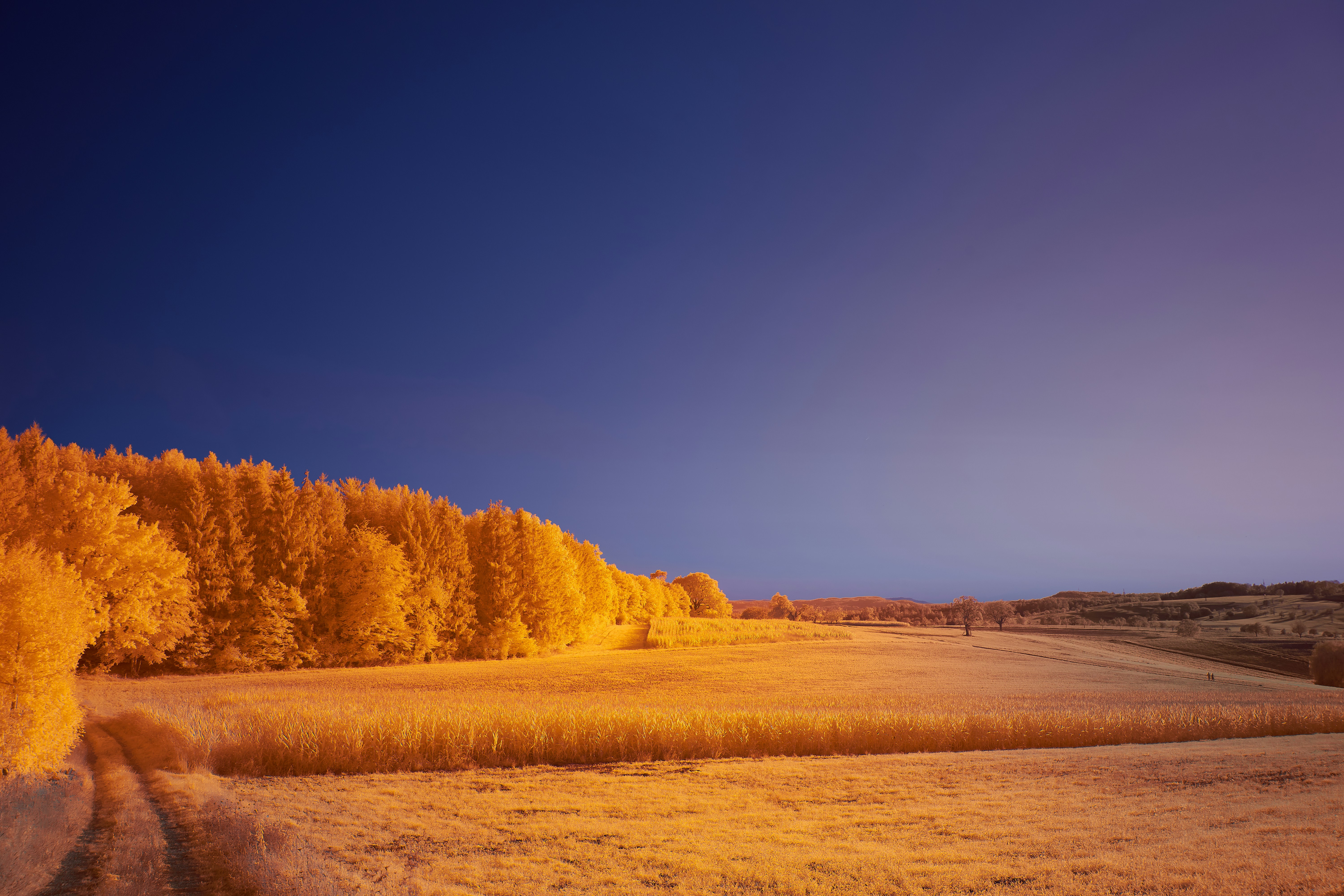 Photo by wolfgang_hasselmann