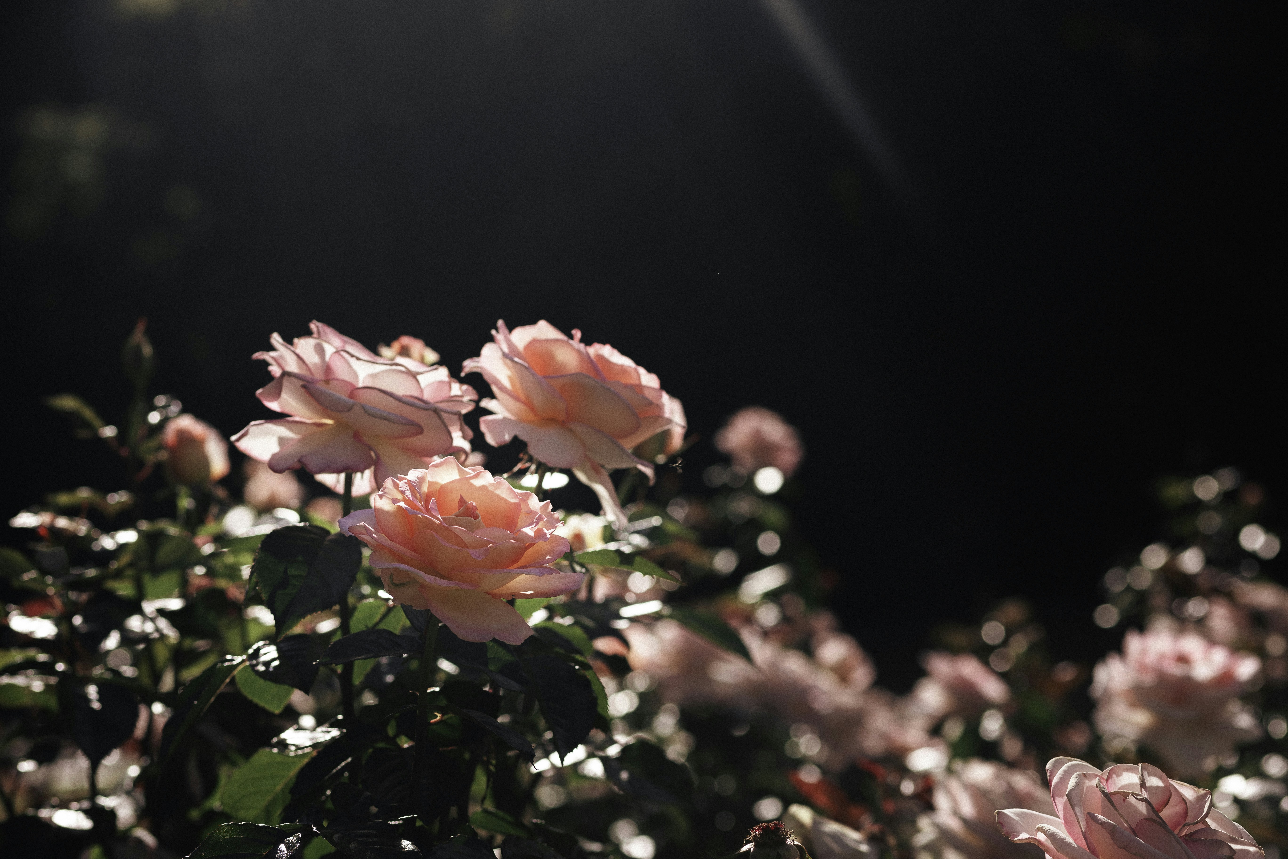 Photo by behindthetmuna