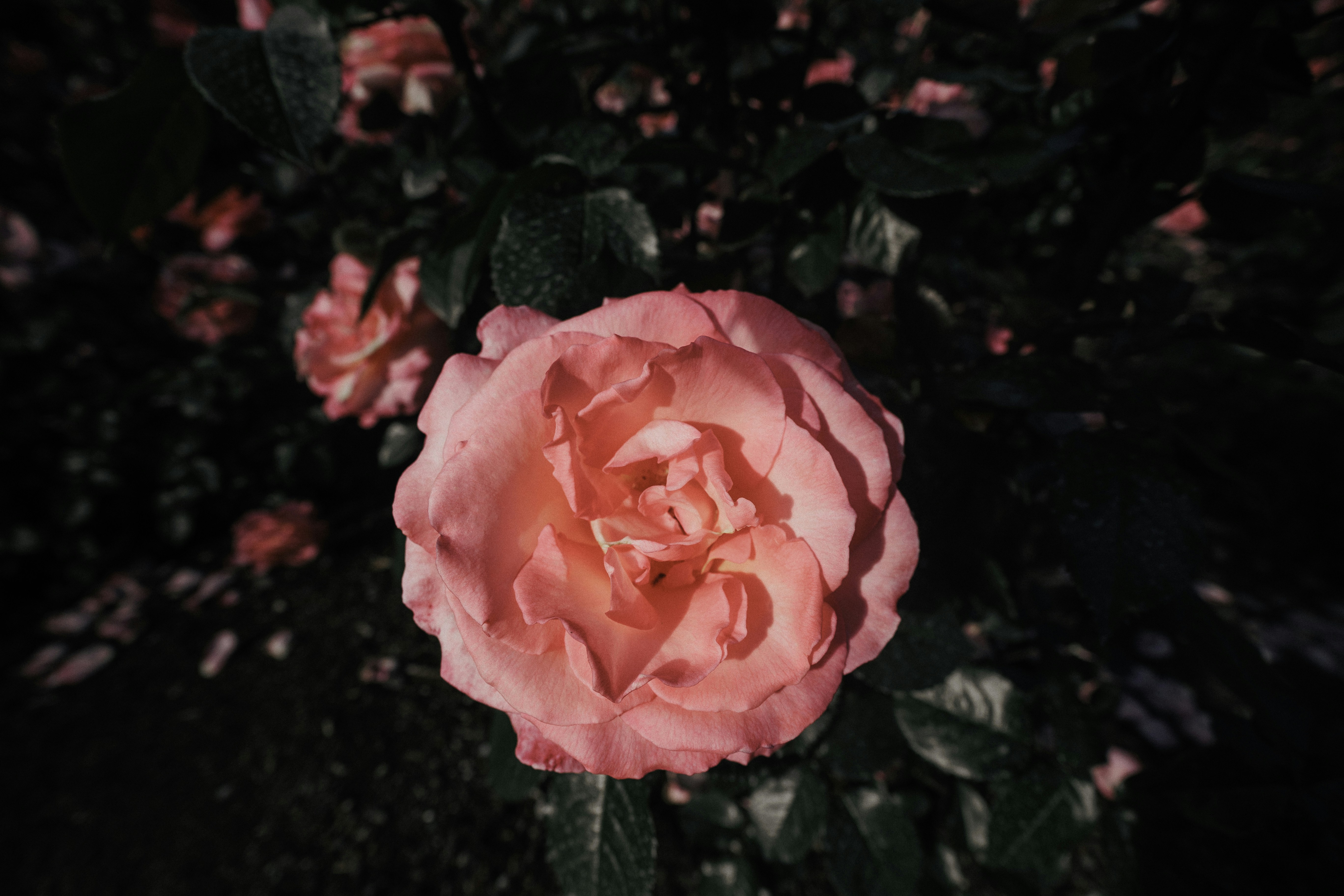 Photo by behindthetmuna