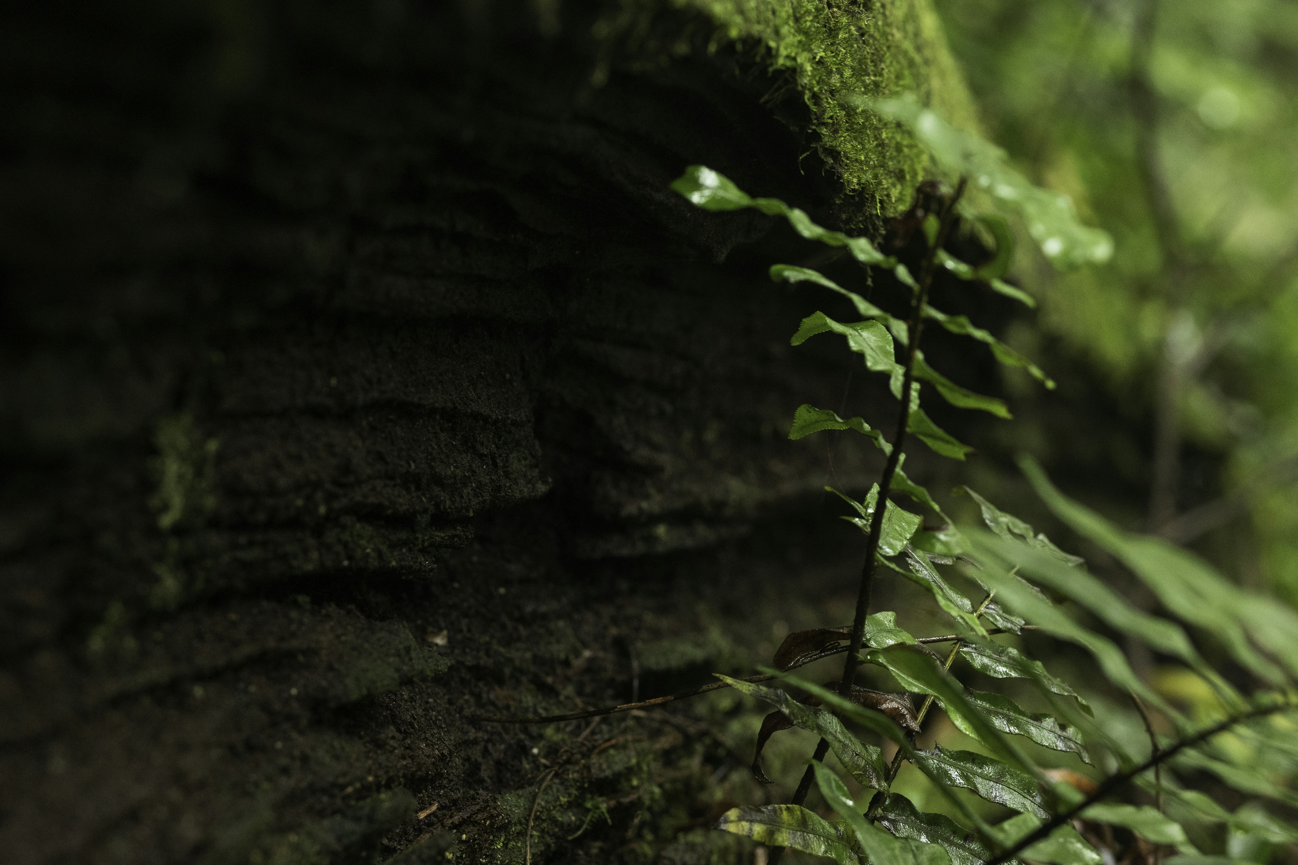 A close up of a tree trunk in a forest, 