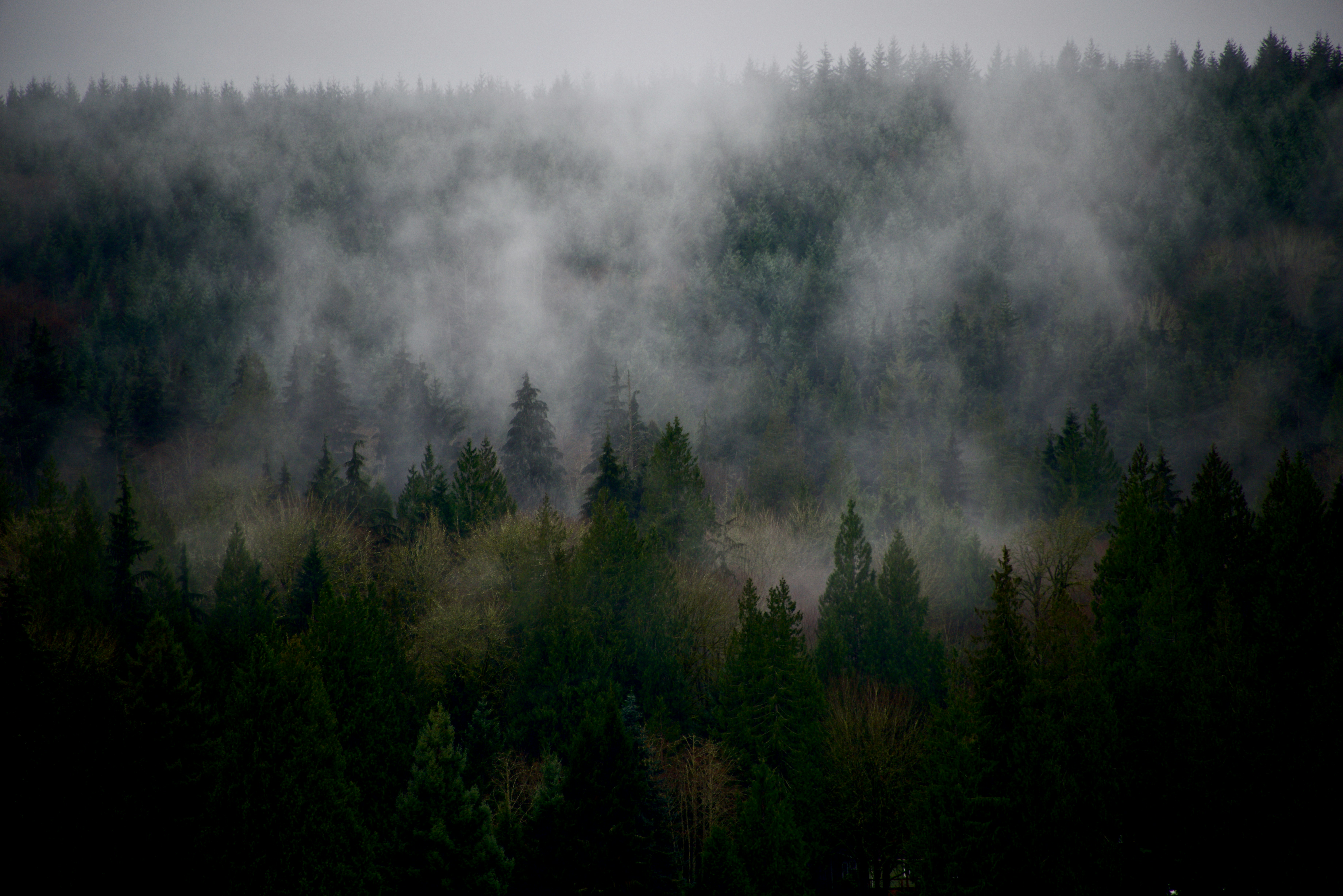 Un bosque brumoso lleno de árboles