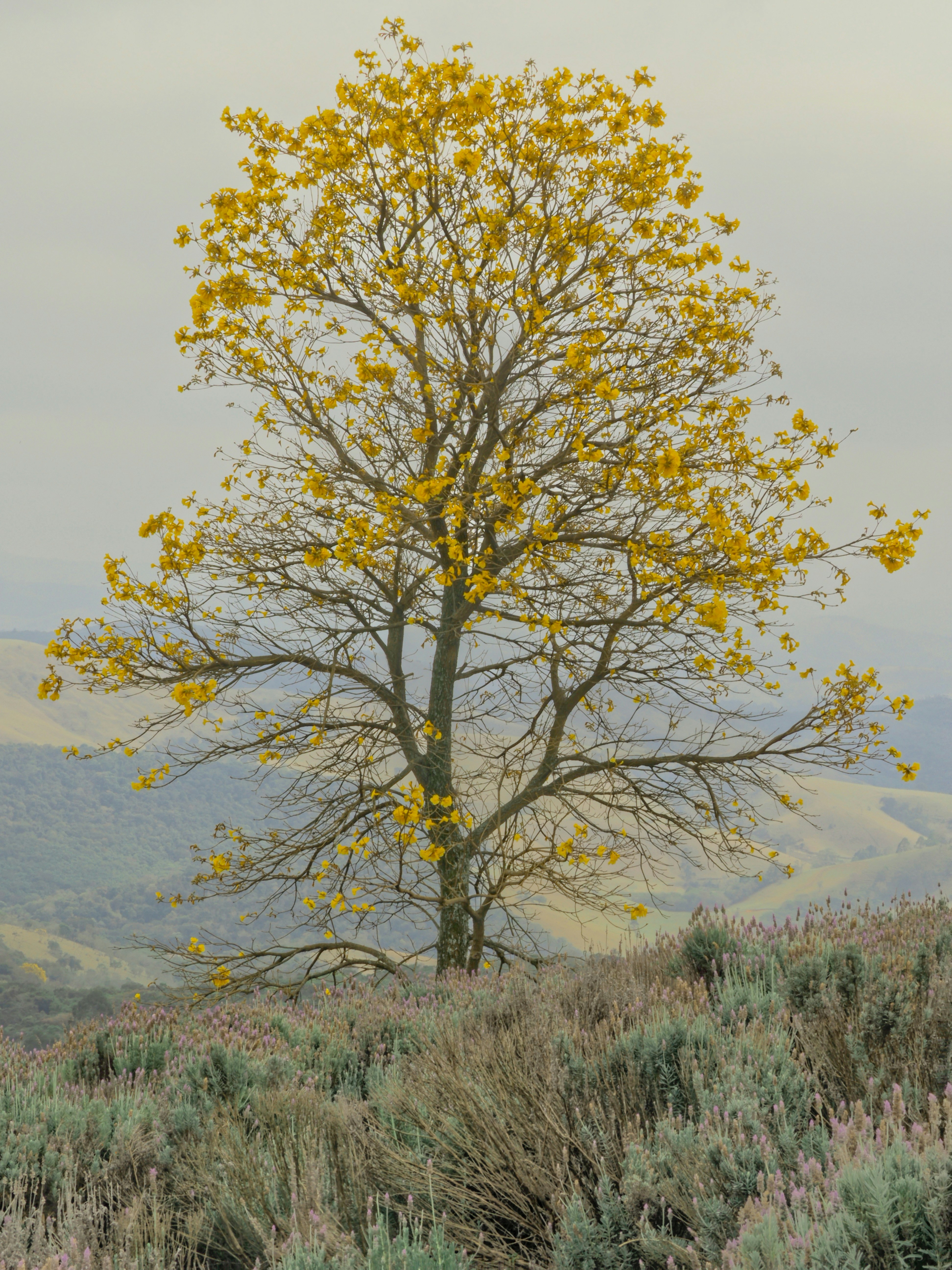 Mustard Tree Pictures | Download Free Images on Unsplash