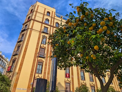 An orange tree in front of a building