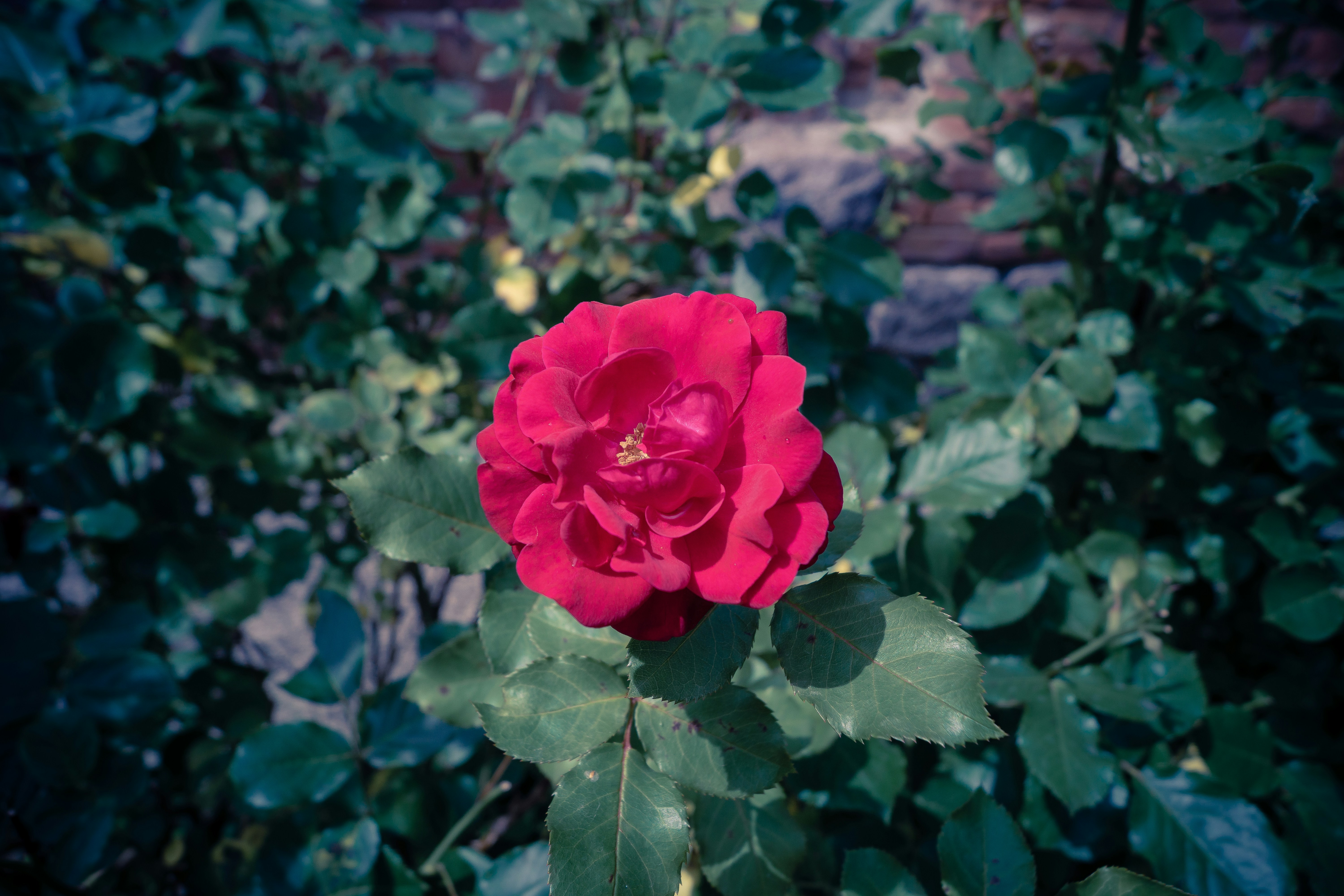 Photo by companjera