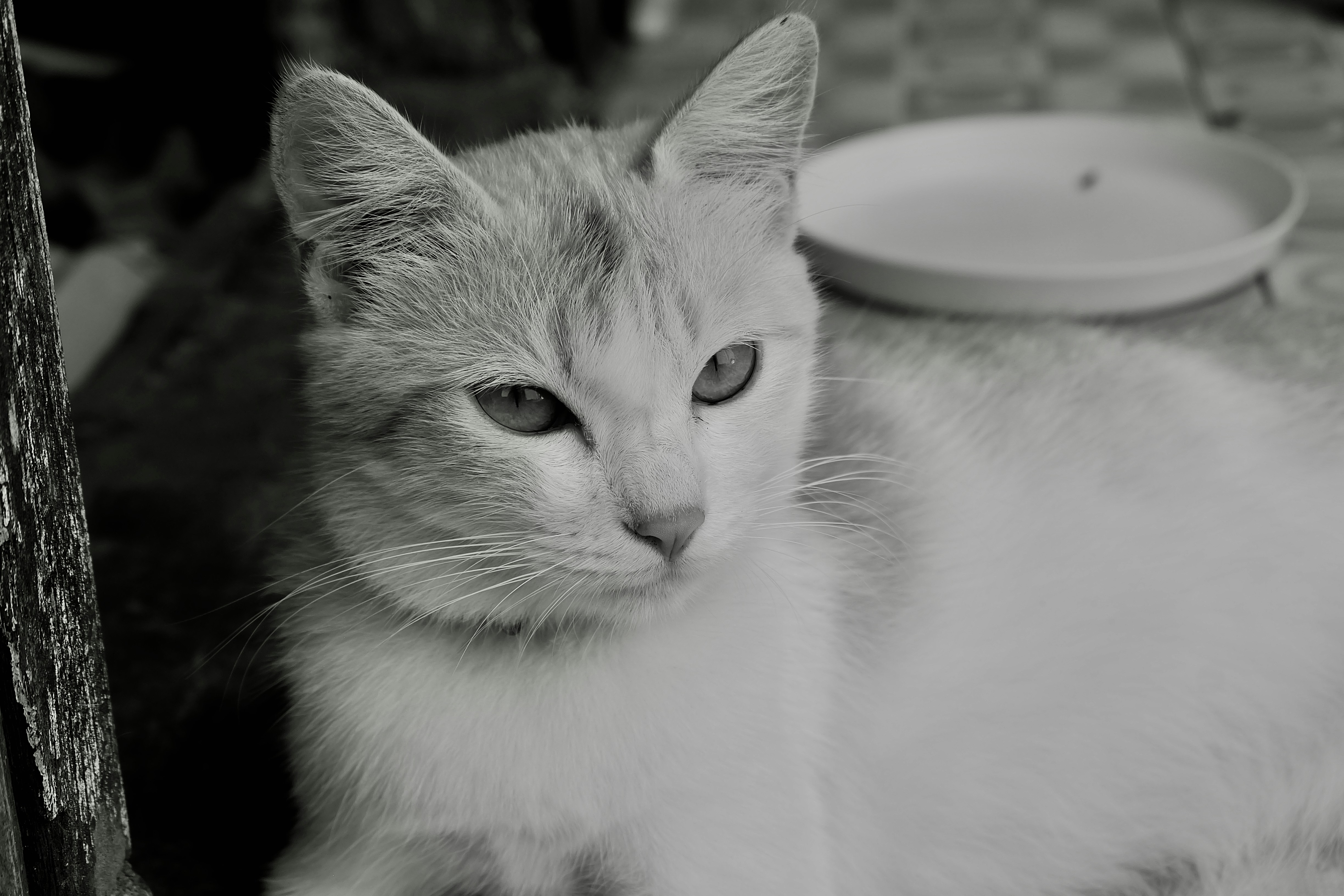 Half-Closed Lids: Pure Contentment (image credits: unsplash)