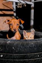 A dog and a cat sitting in a tire