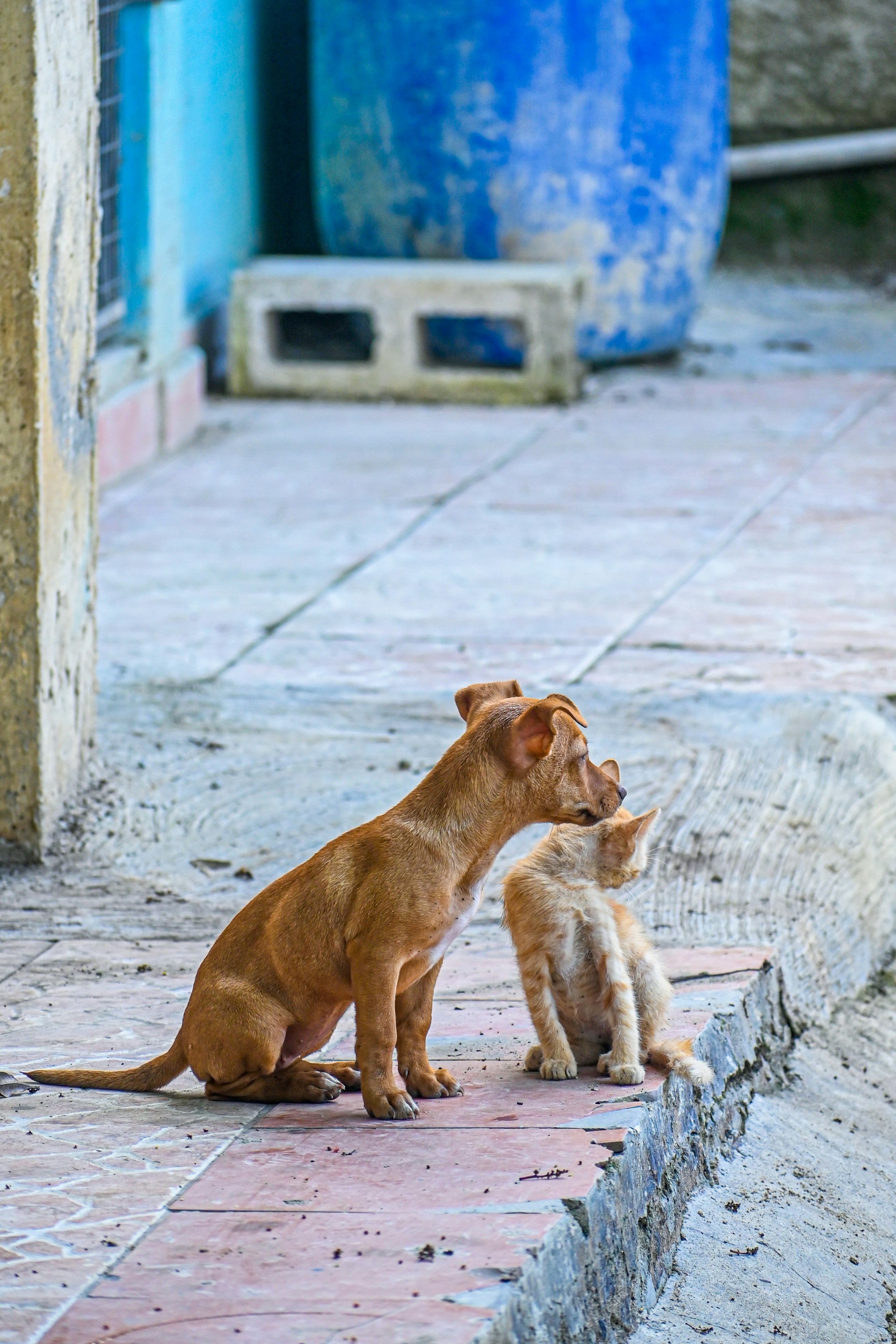 The Role of Early Socialization (image credits: unsplash)