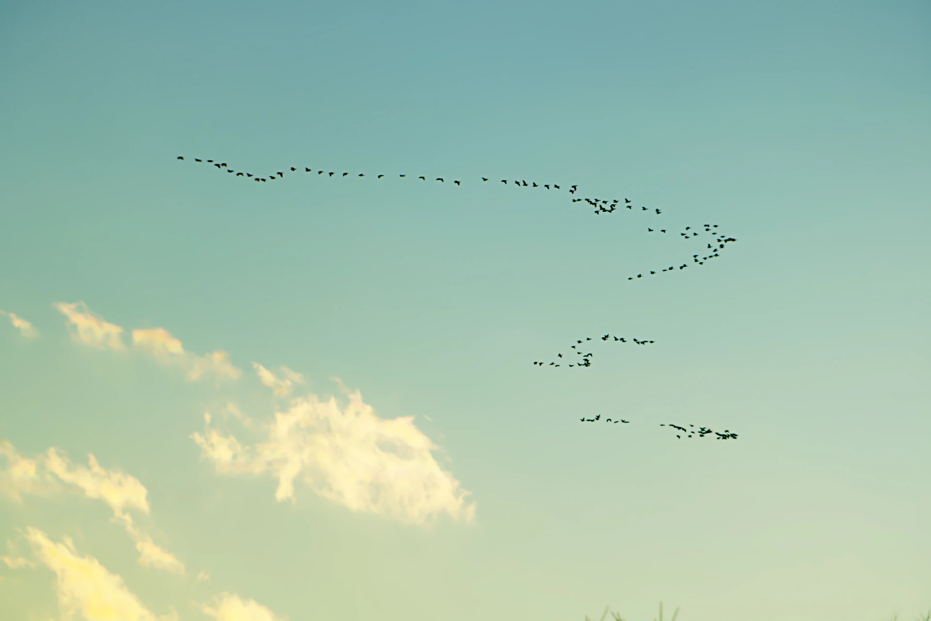 A flock of birds flying through a blue sky