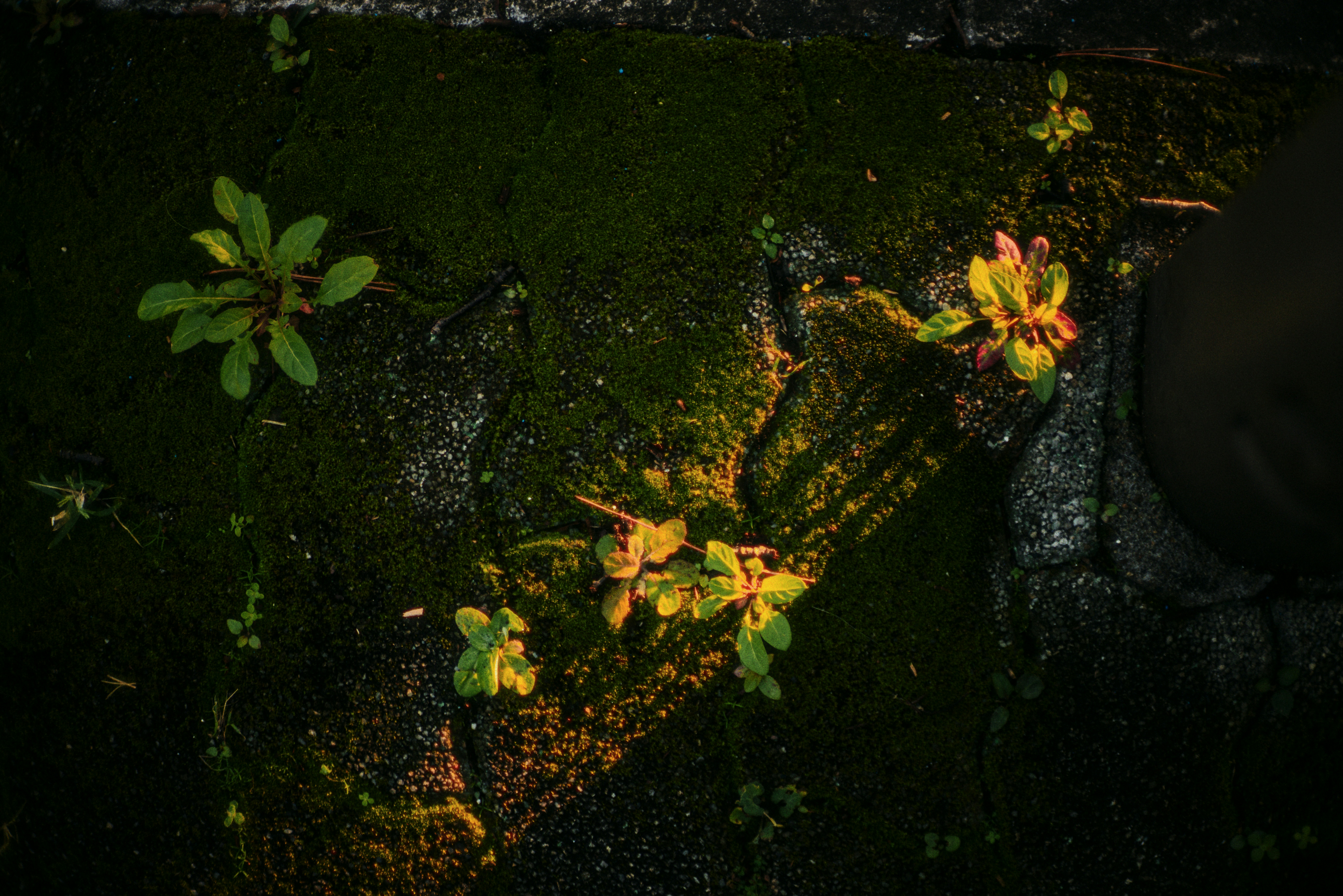 Photo by ninjason