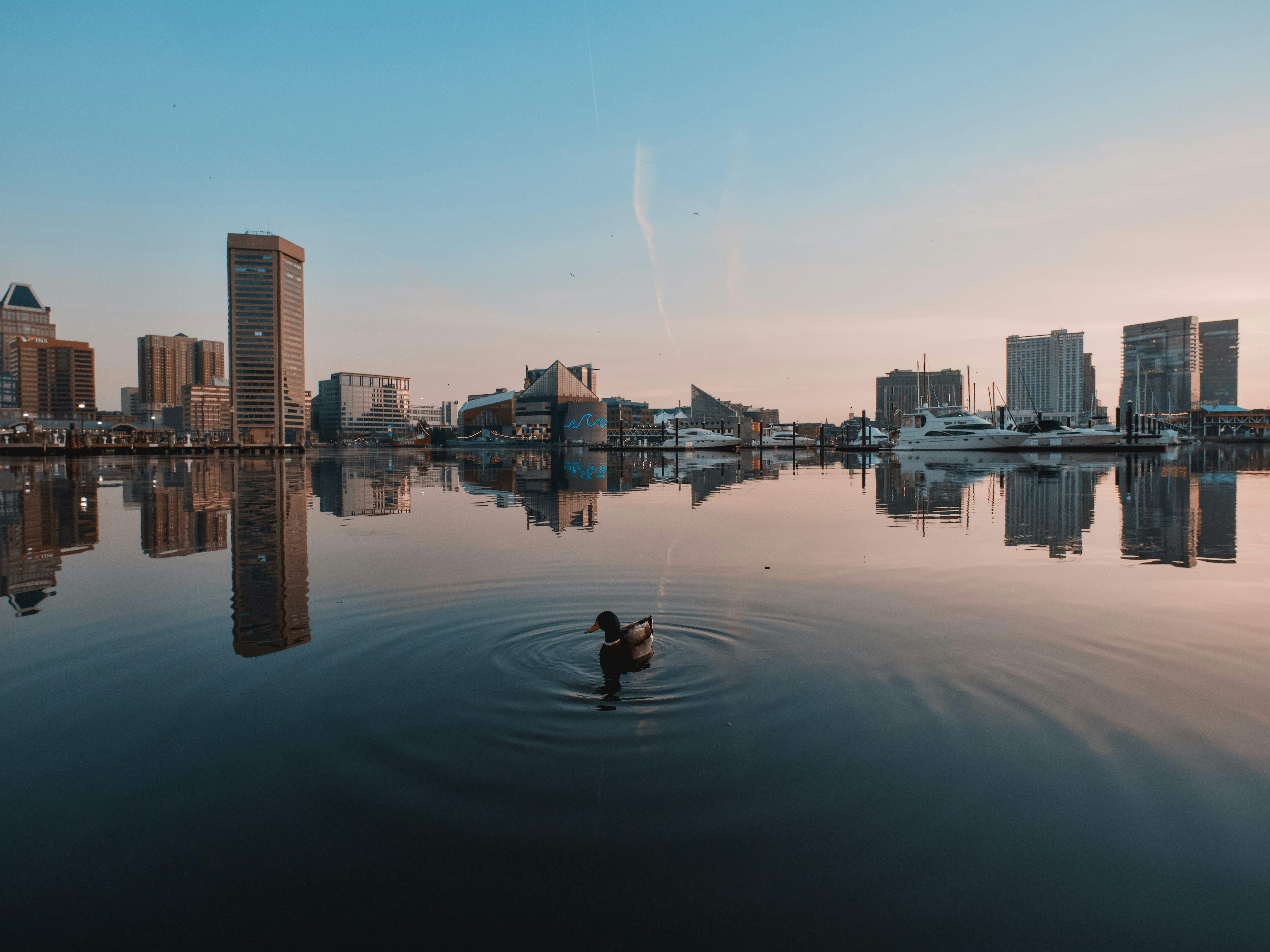 A person in a body of water with a city in the background