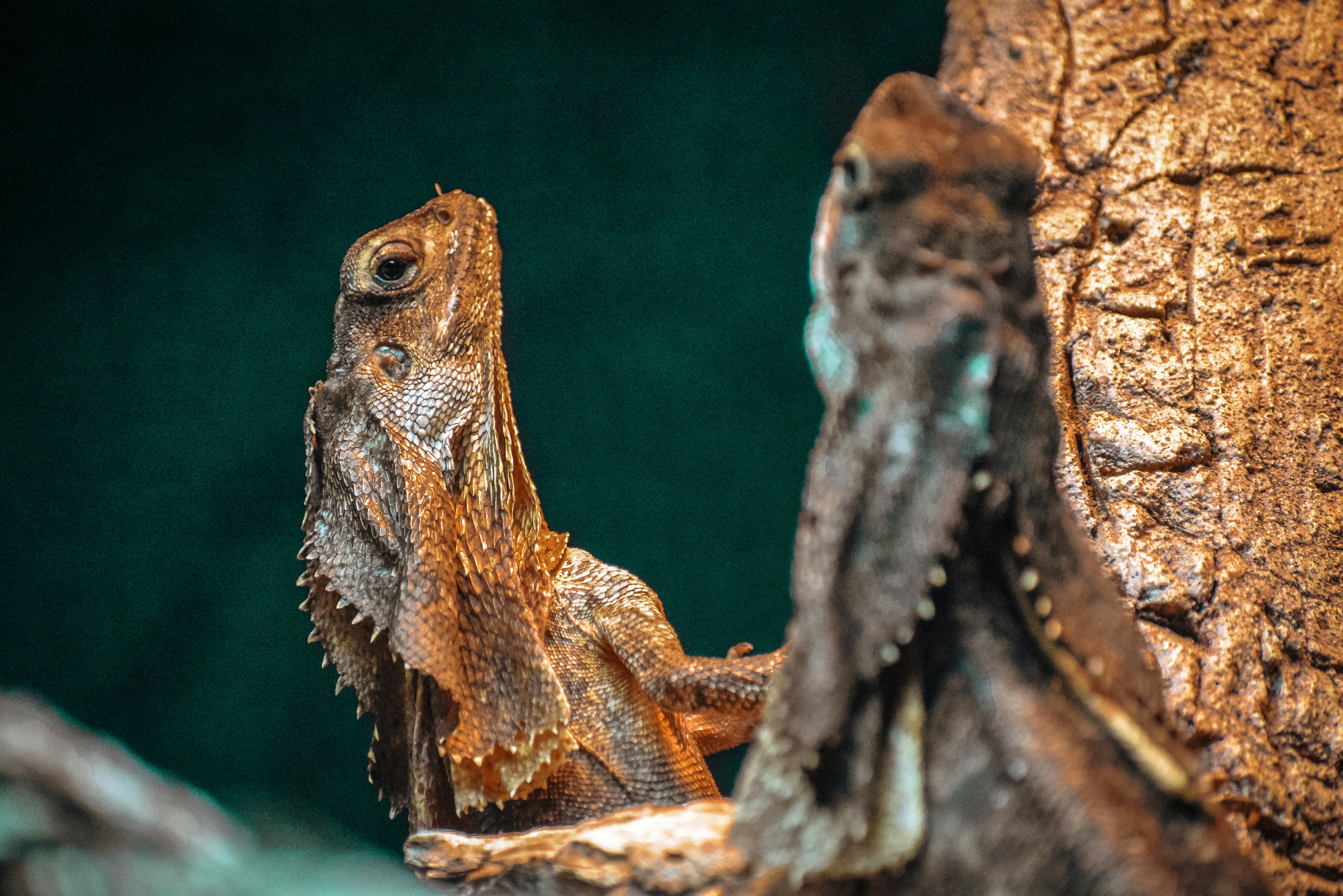 The Frilled Dragon: Dramatic Displays (image credits: unsplash)