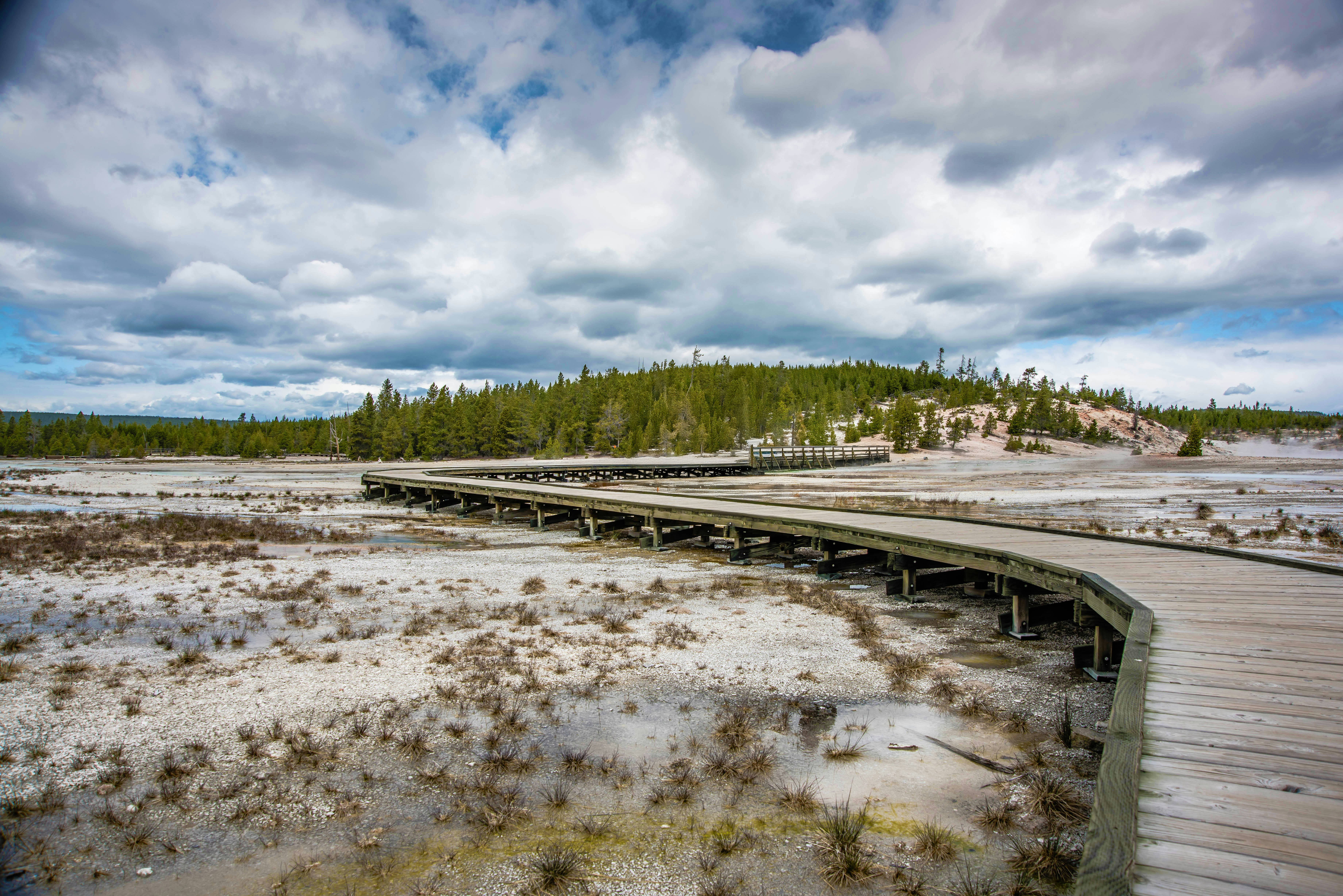 A boardwalk in the middle of a marshy area