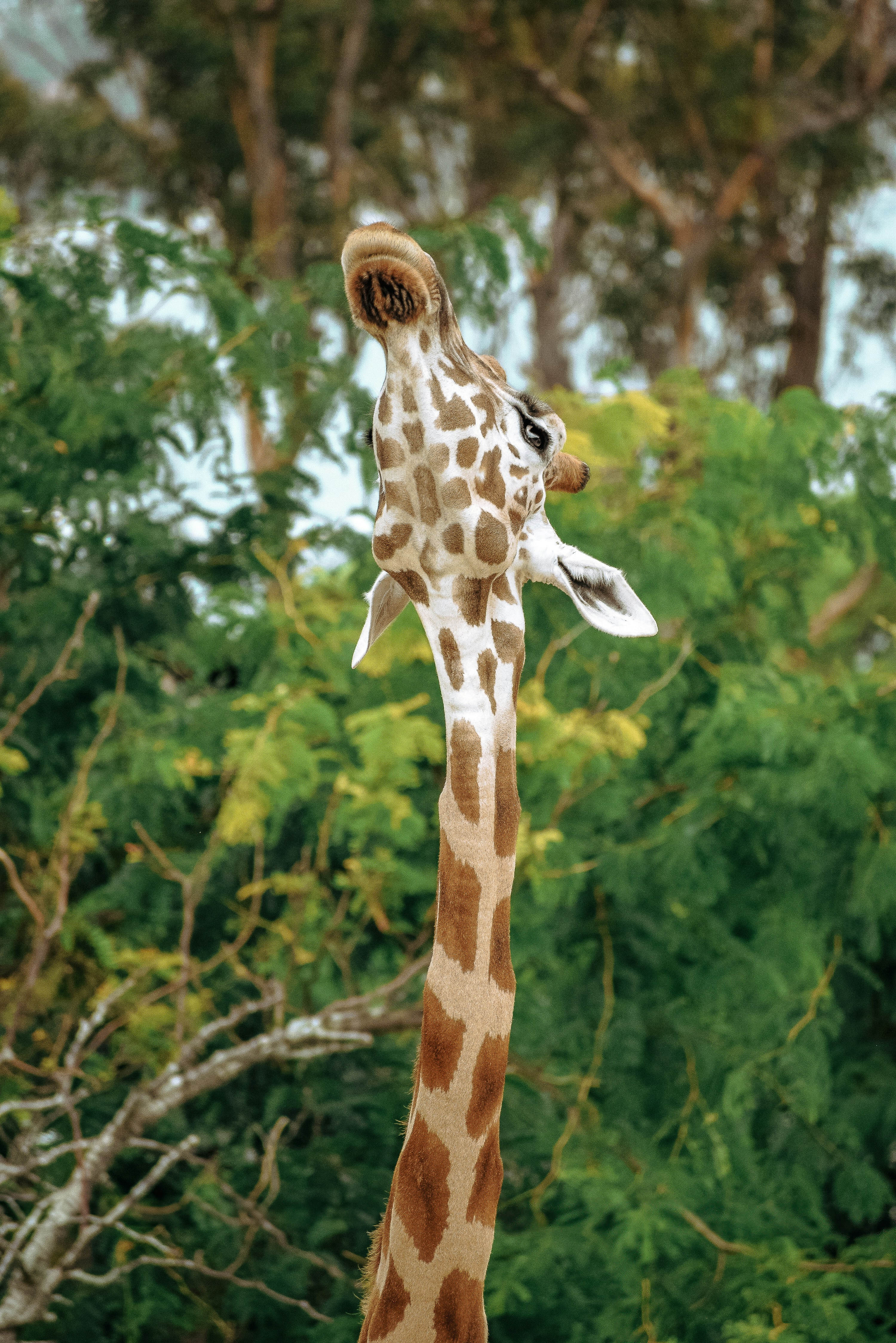 緑豊かな森の隣に立つ背の高いキリン