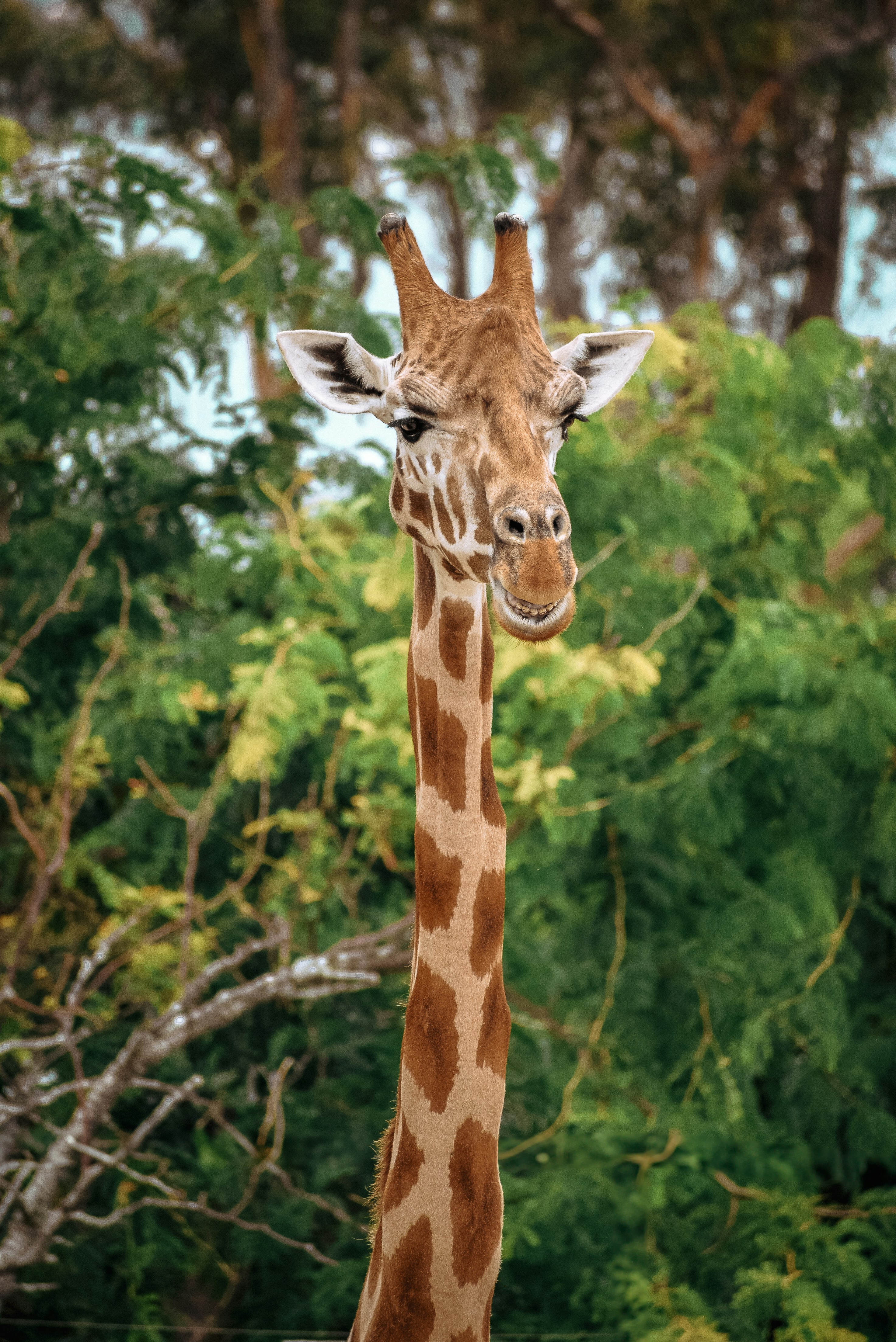 緑豊かな森のそばに佇むキリン