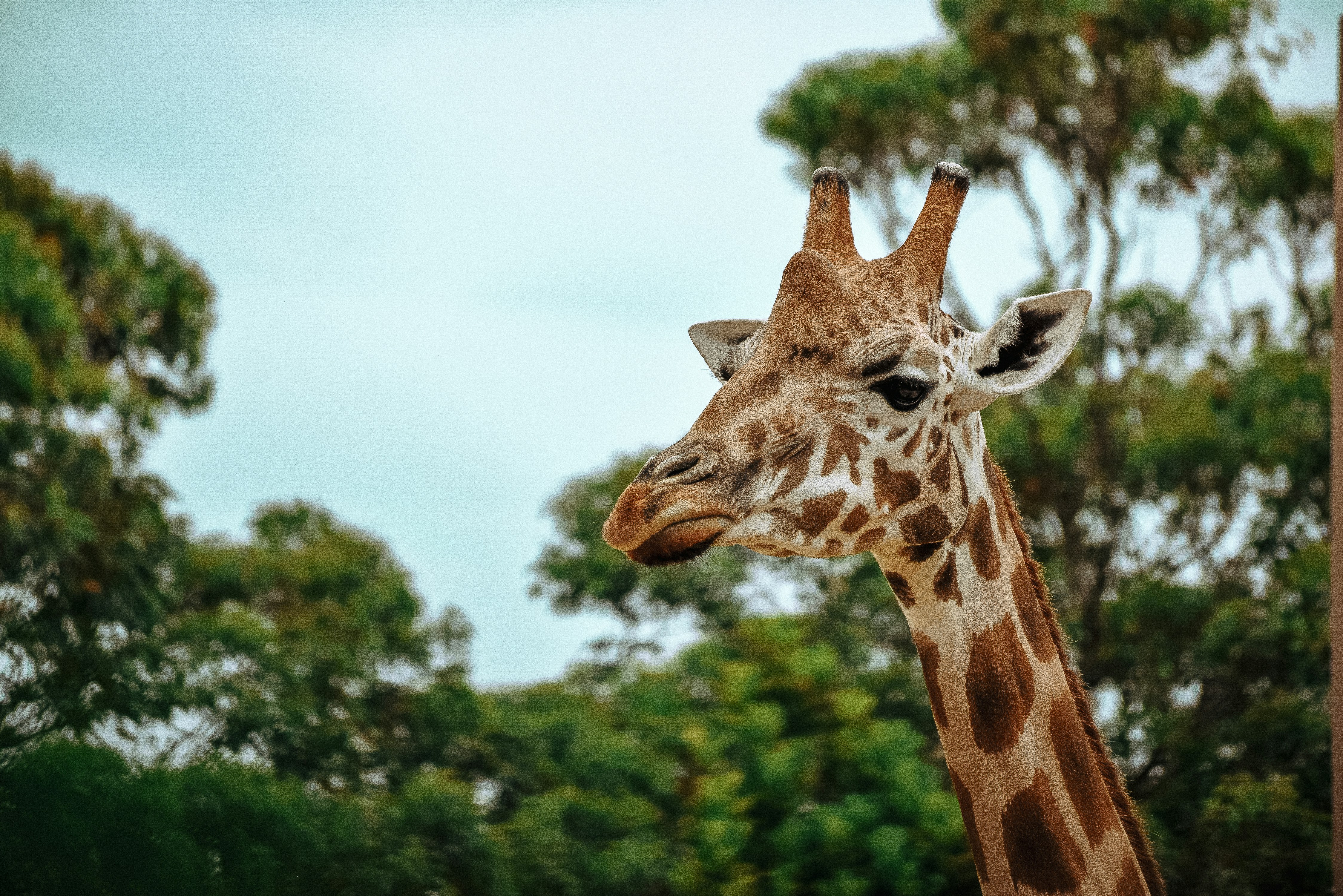 목주름 제로, 연예인들이 베개를 바꾼 이유