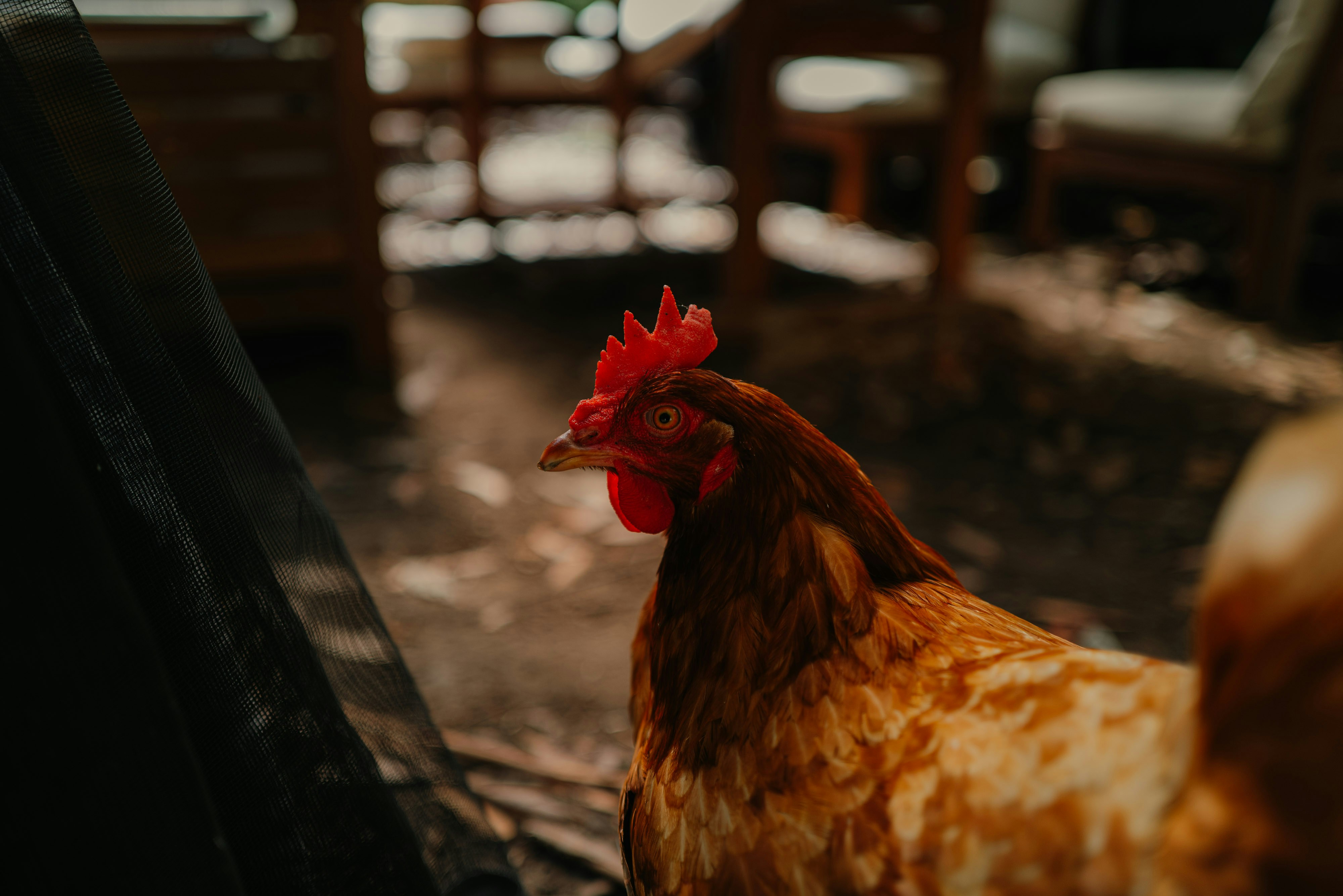 Ein braunes Huhn steht auf einem Holzboden