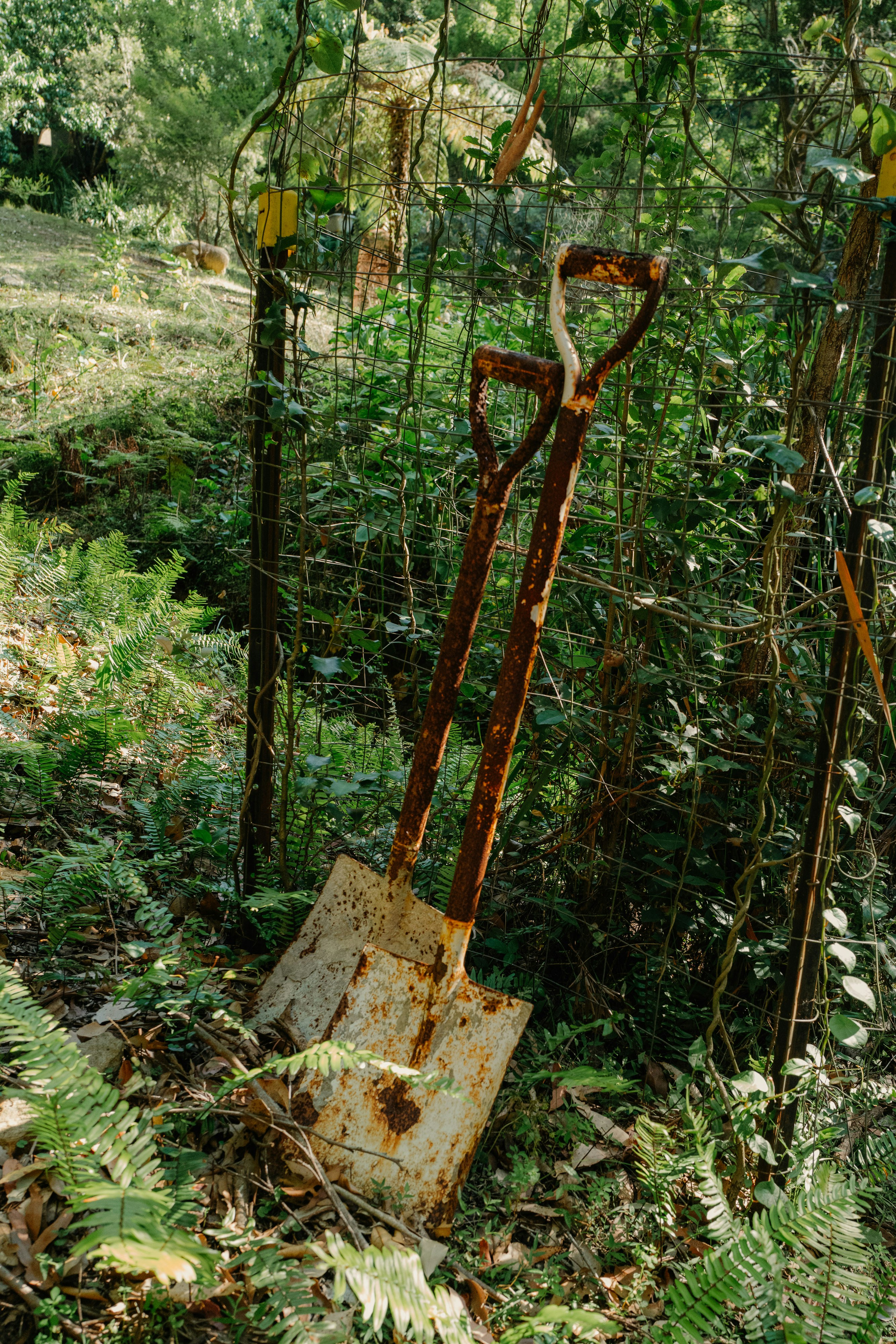 A rusted metal shovel in the middle of a forest