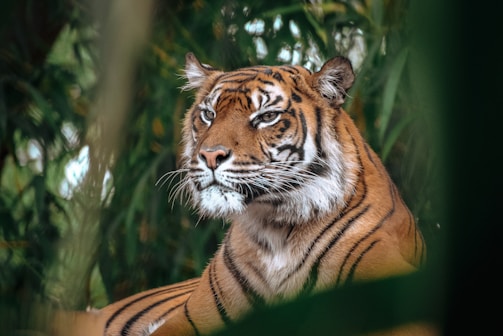 A tiger sitting in the middle of a forest