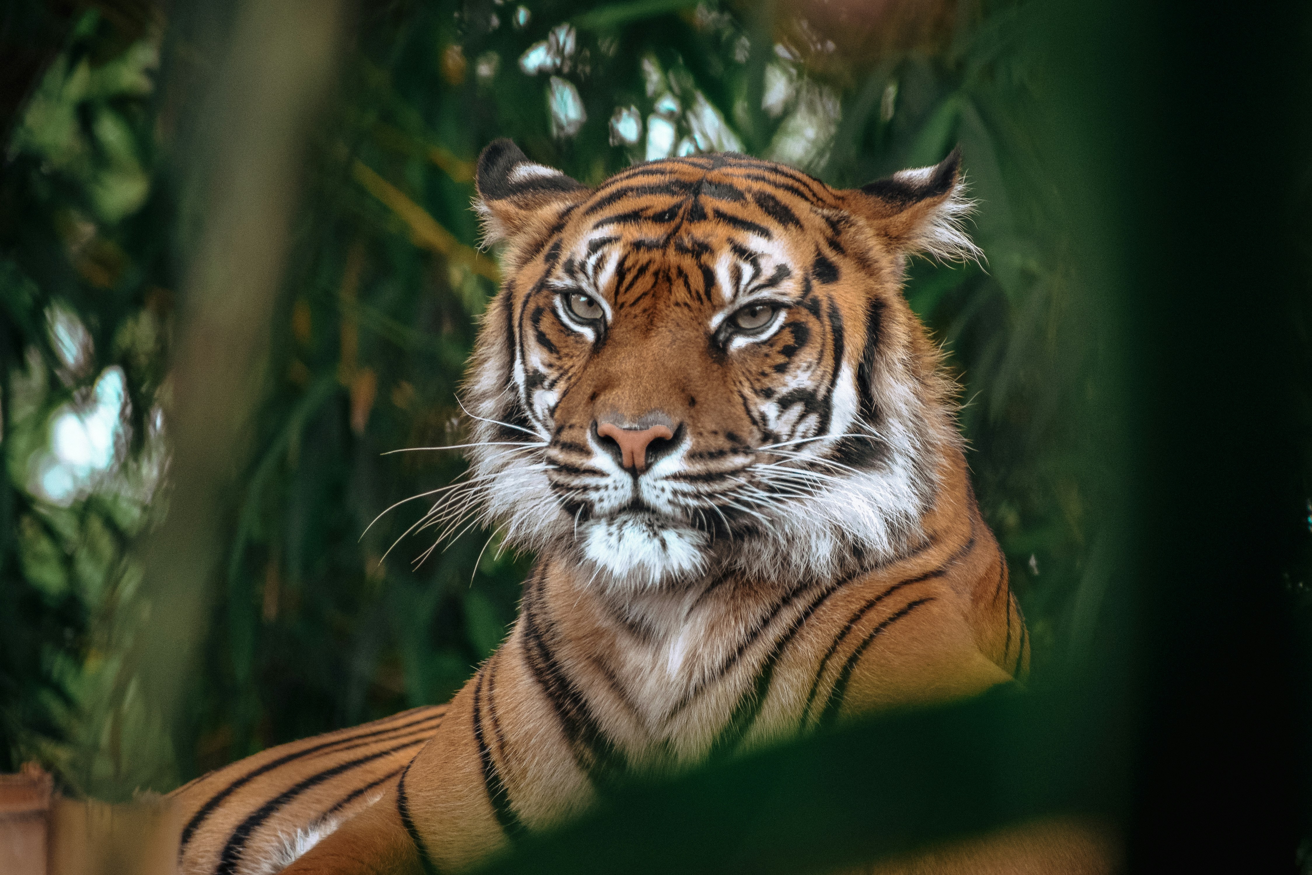 Sumatran Tiger