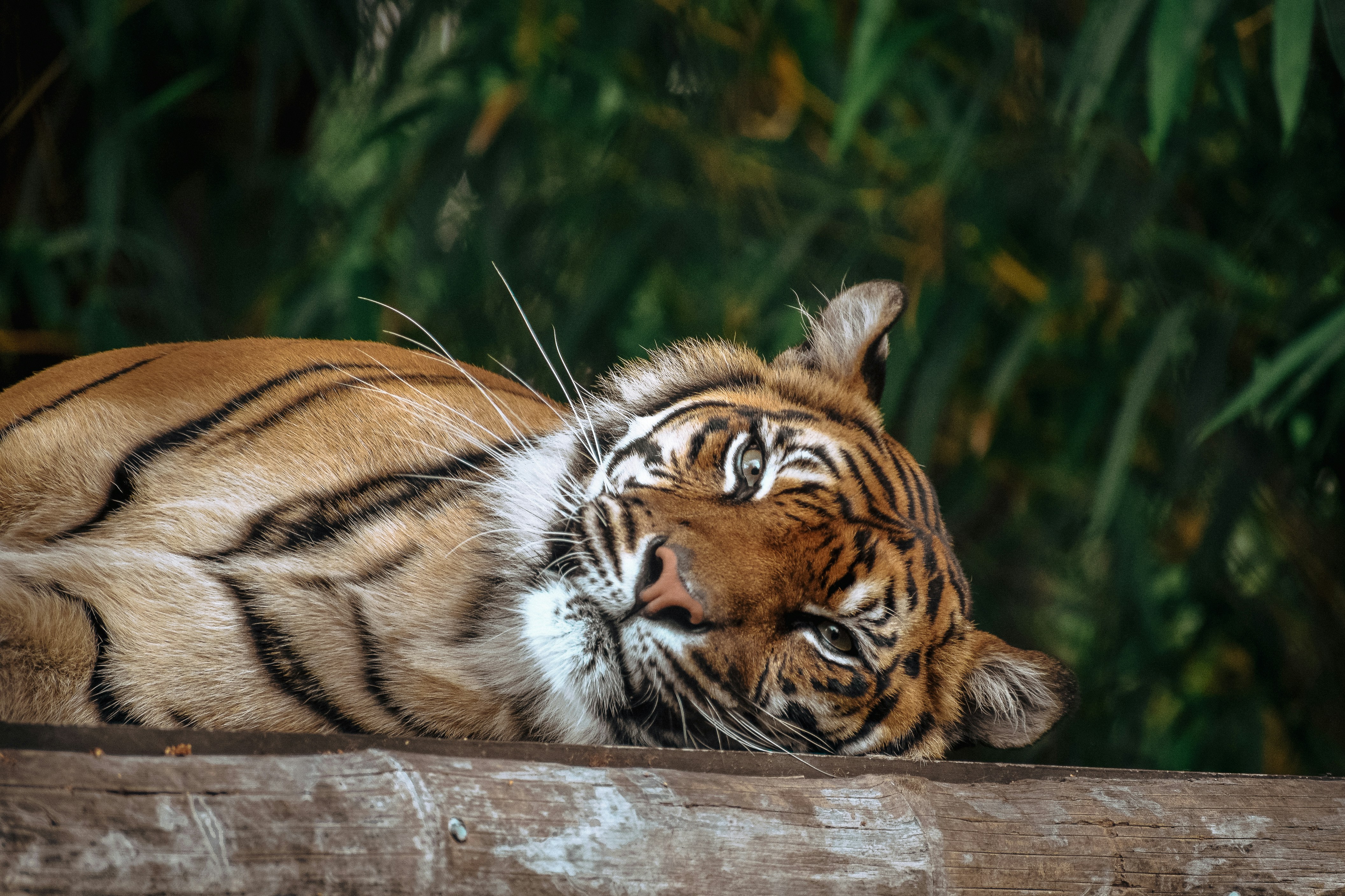 Photo by amandaswanepoel