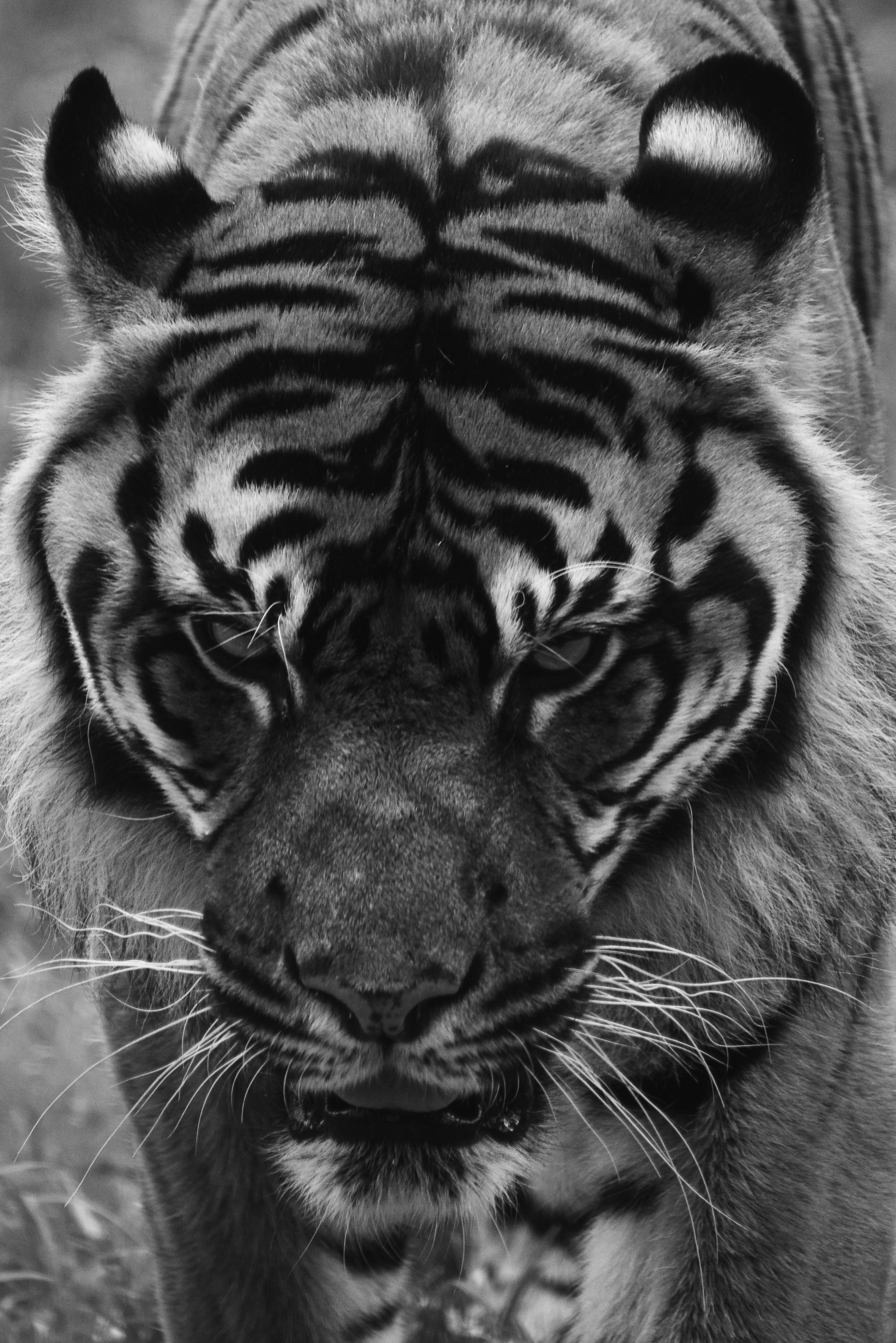 Sumatran Tiger