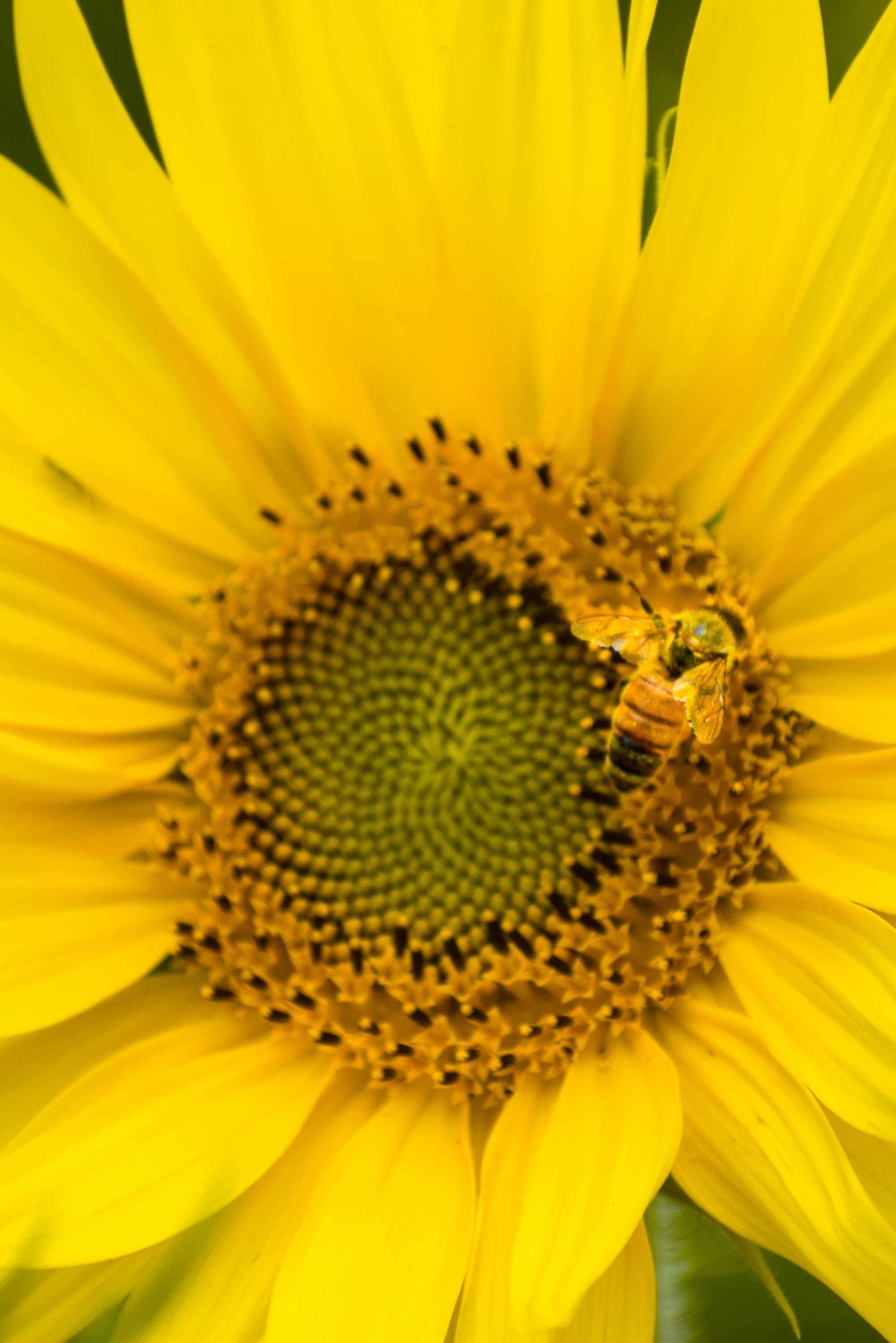 Photo by amandaswanepoel