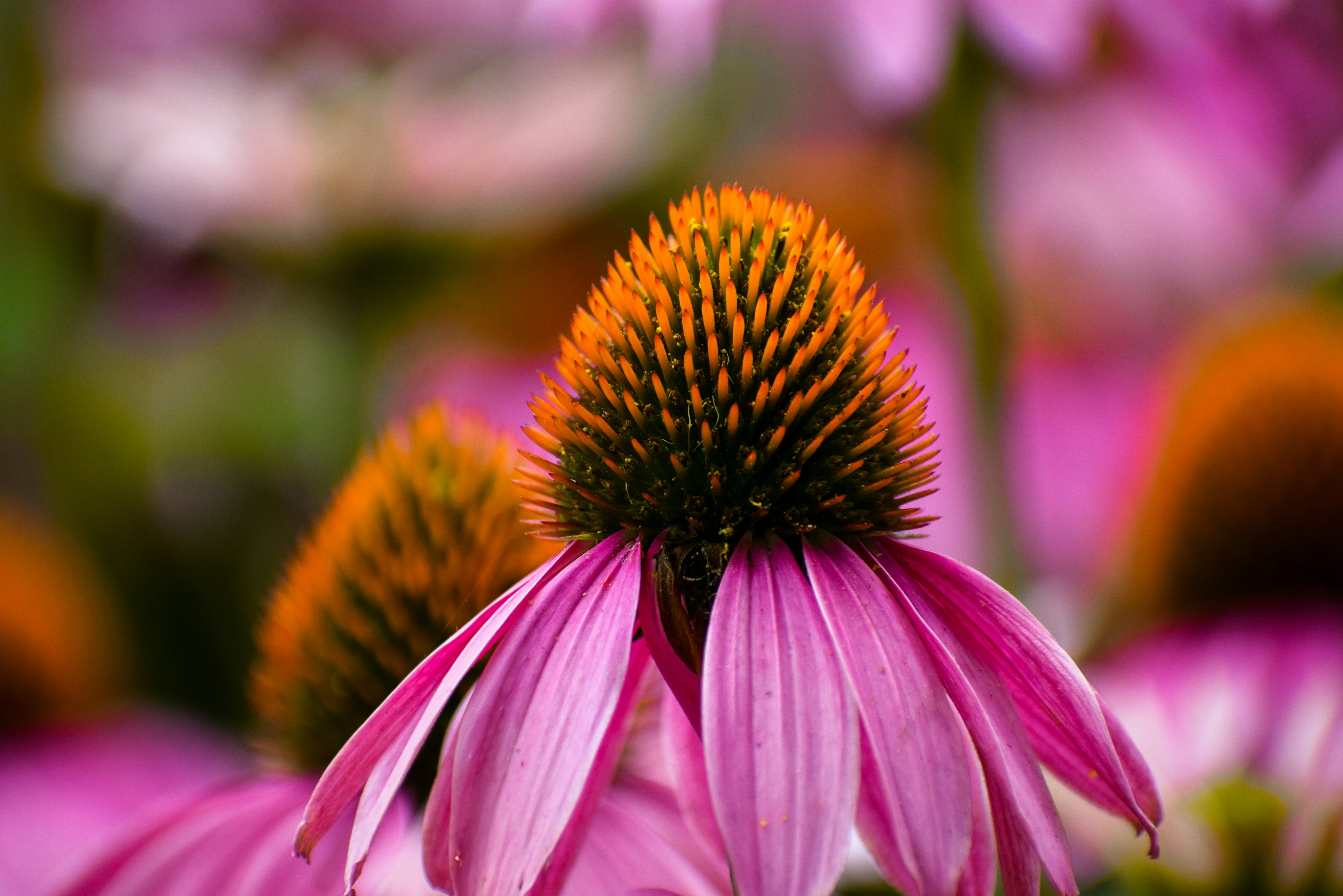 Photo by amandaswanepoel