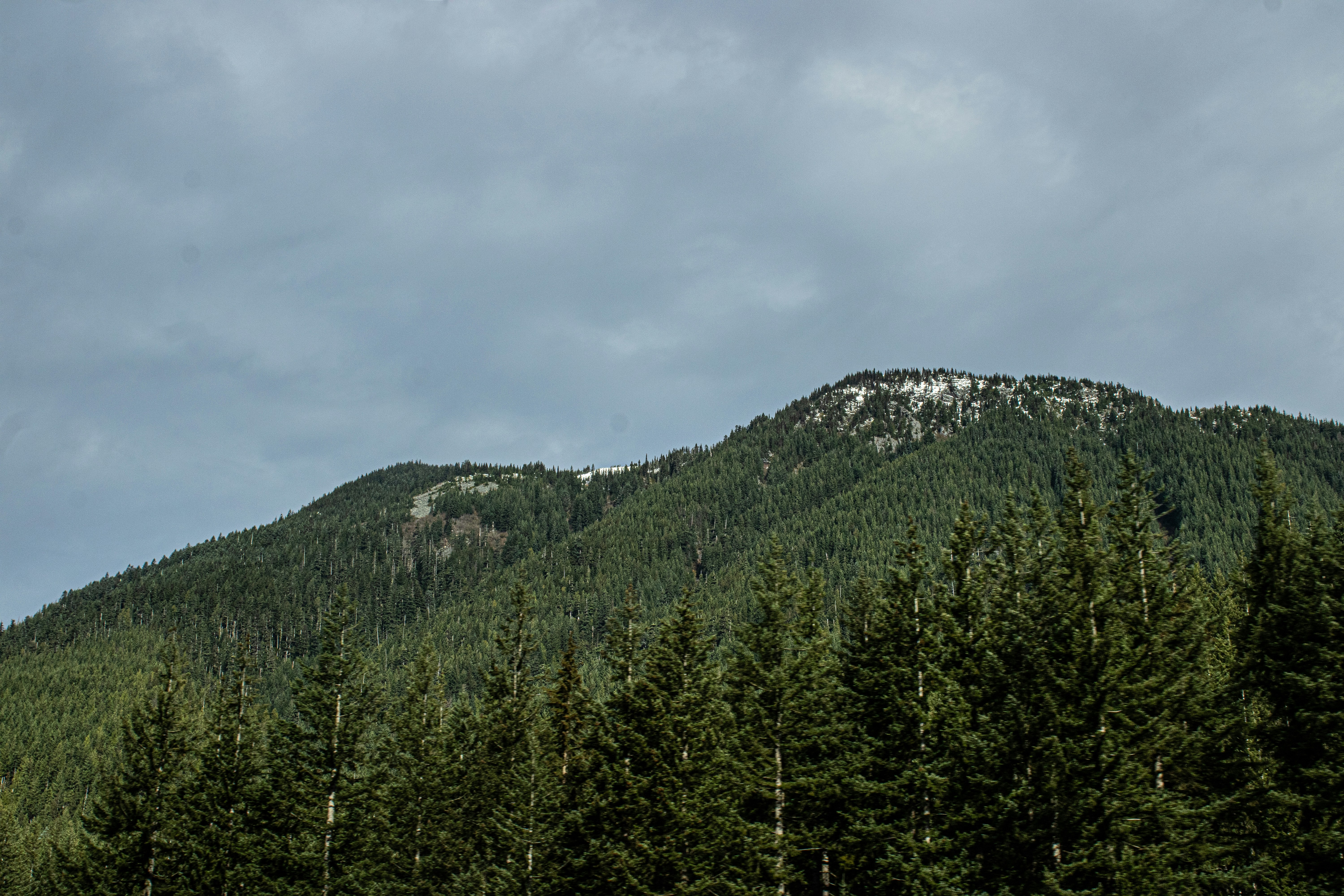 A forest with a mountain in the background