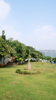 A grassy area with trees and a building in the background
