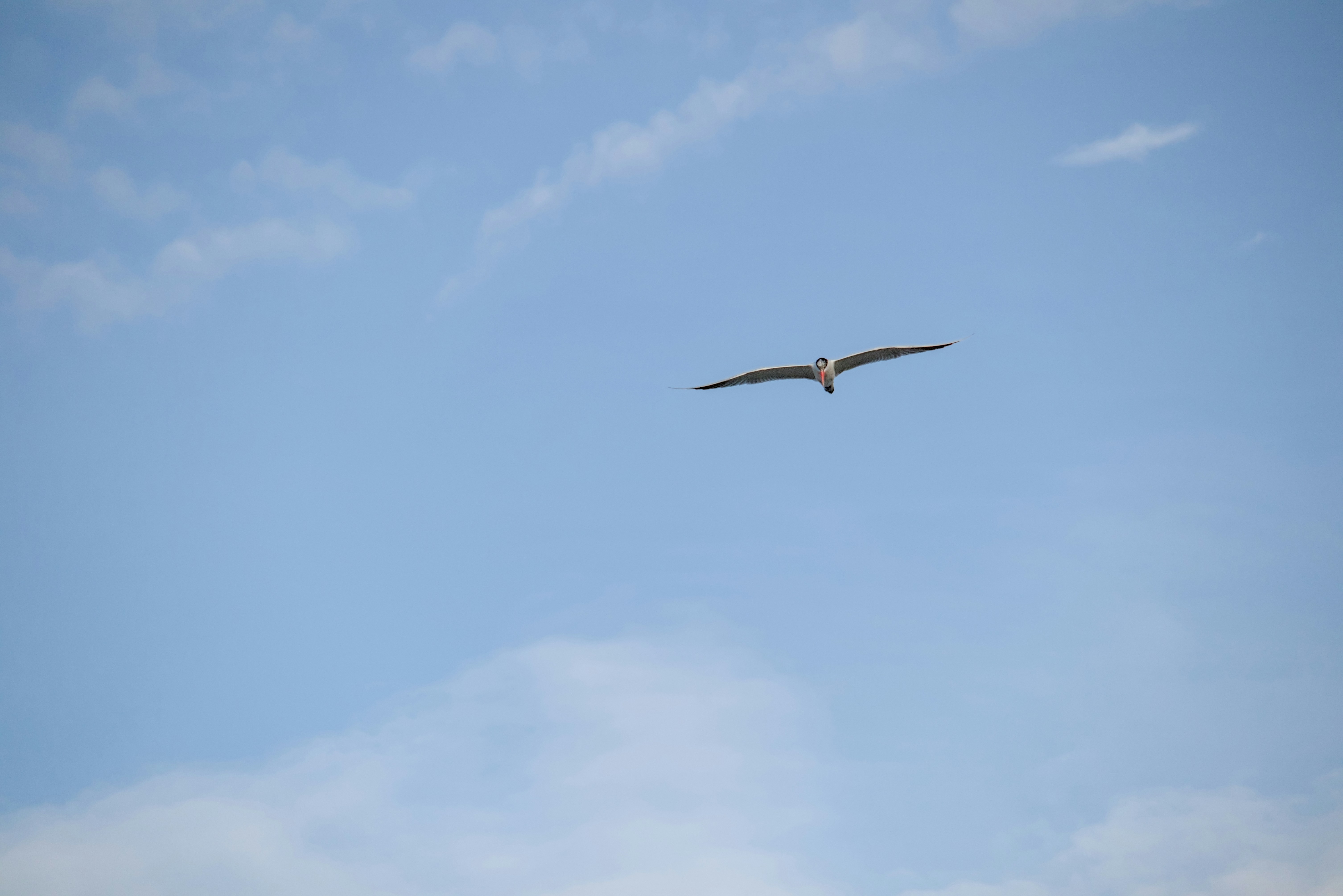 A large bird flying through a blue sky