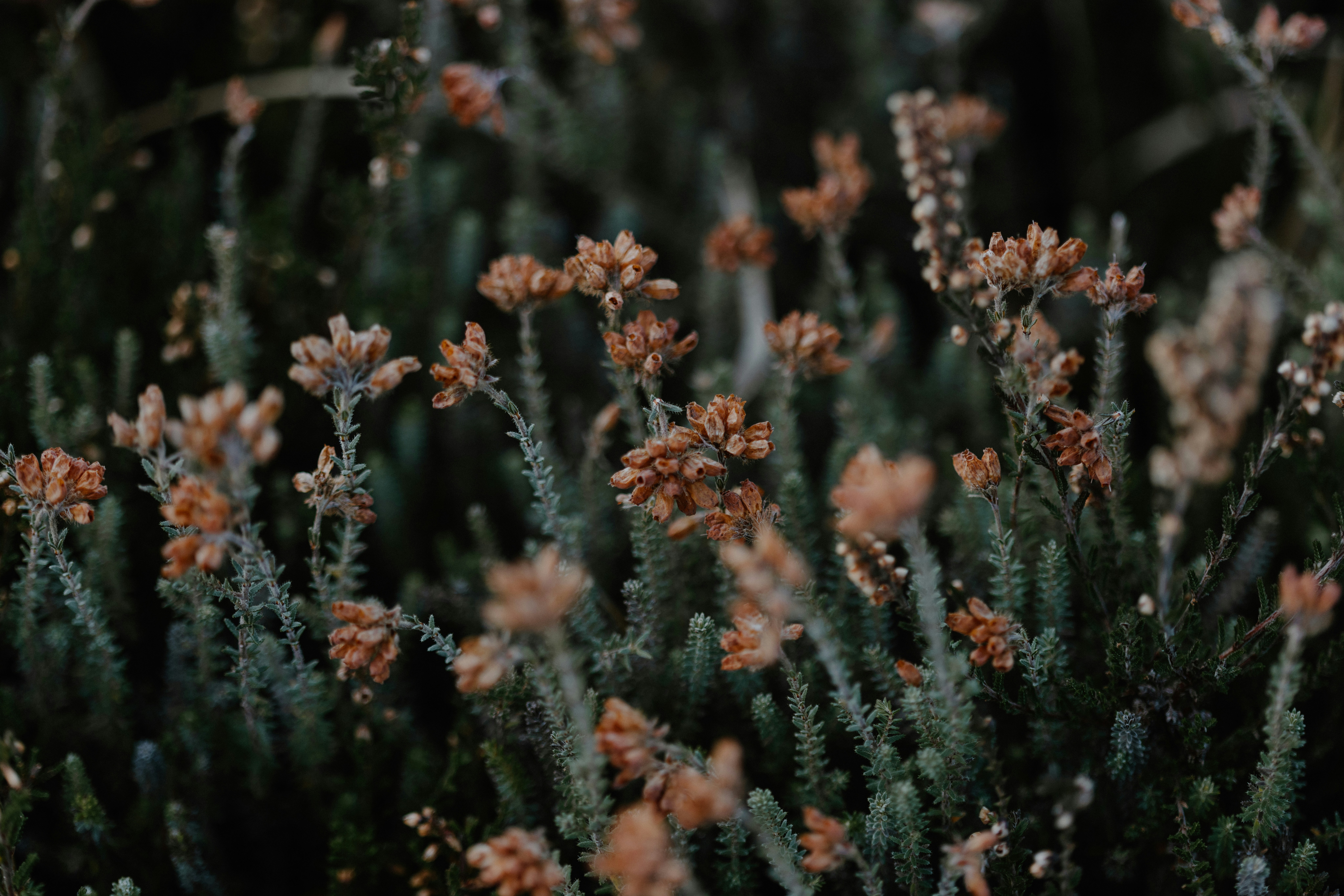 Photo by anniespratt