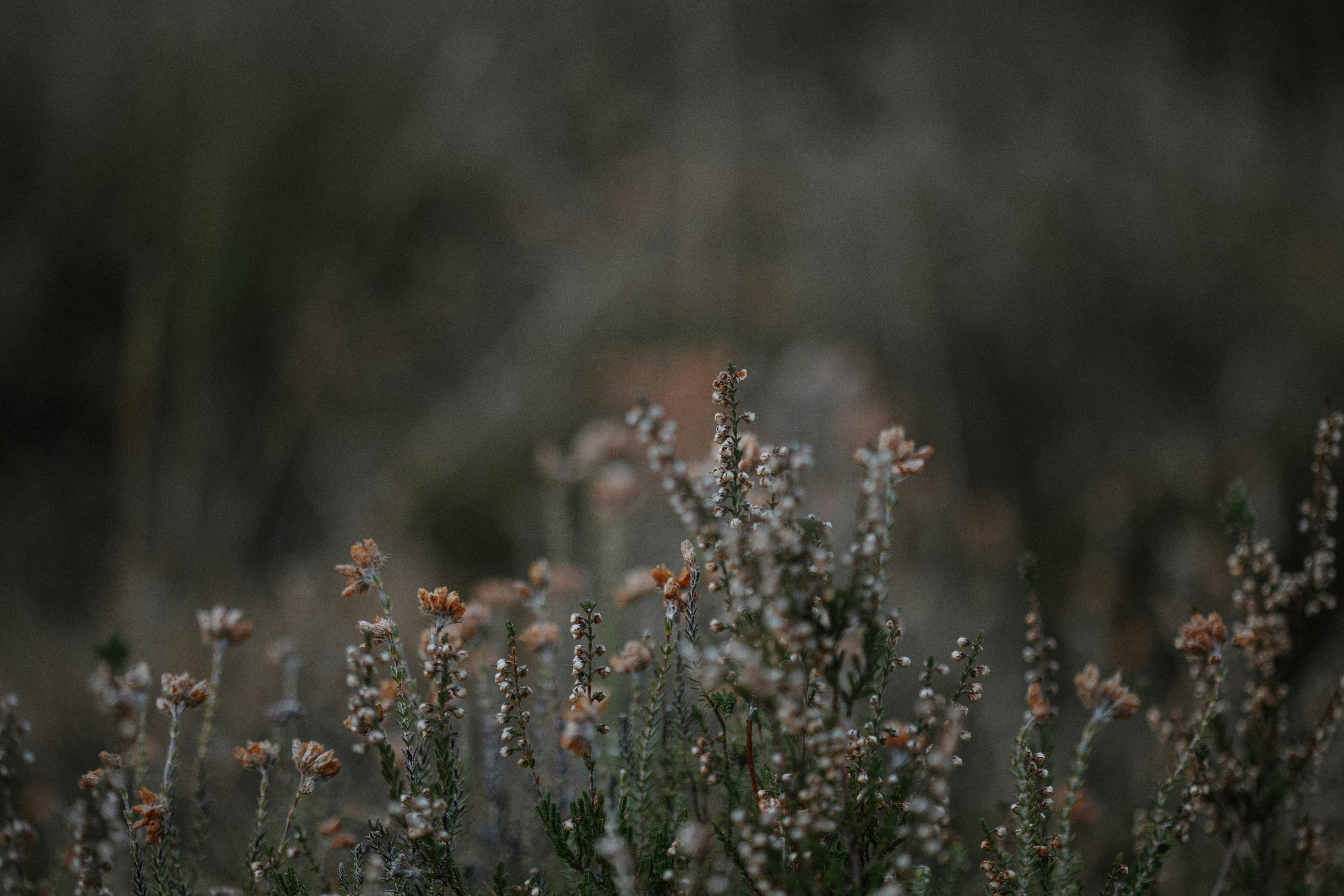 Photo by anniespratt