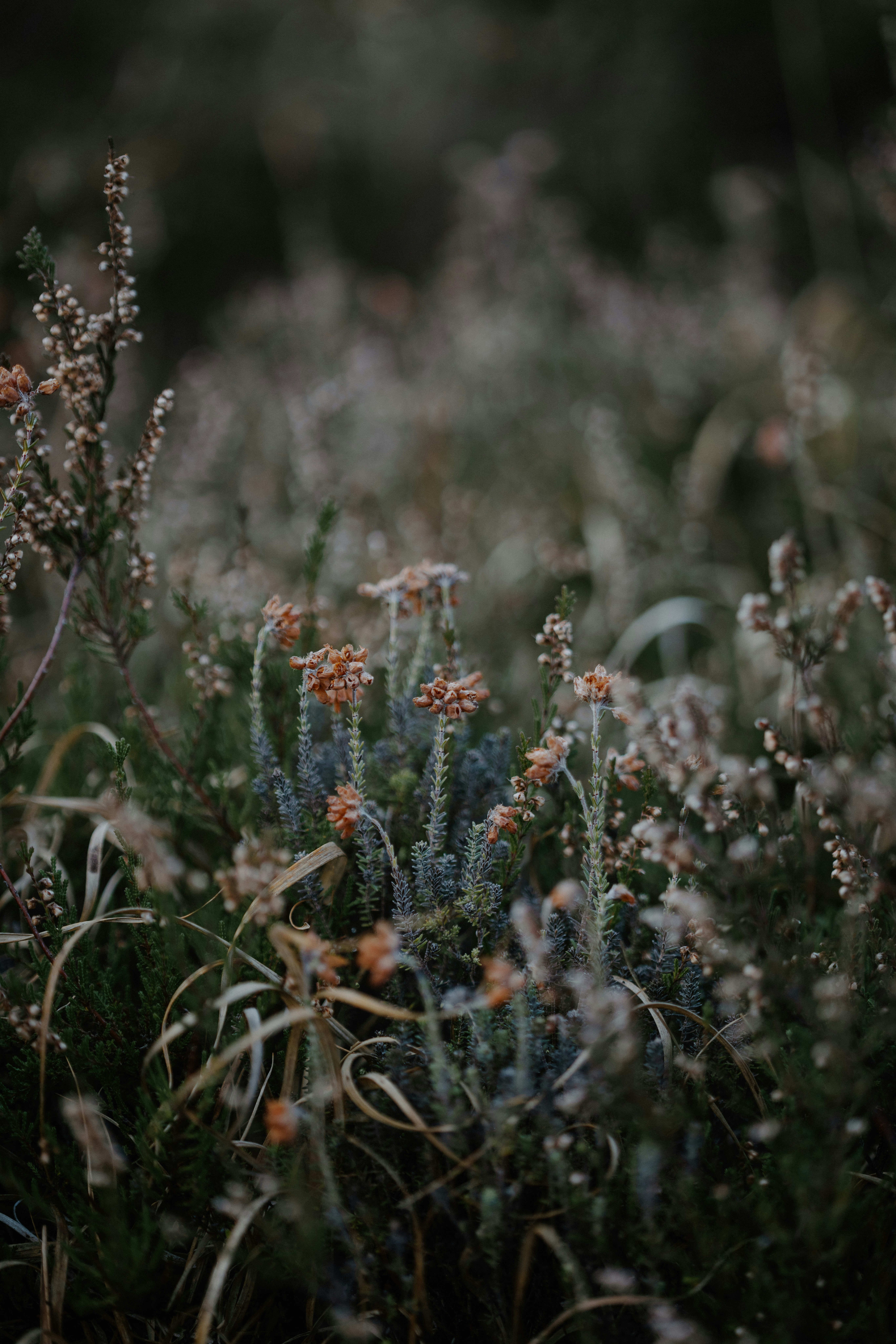 Photo by anniespratt