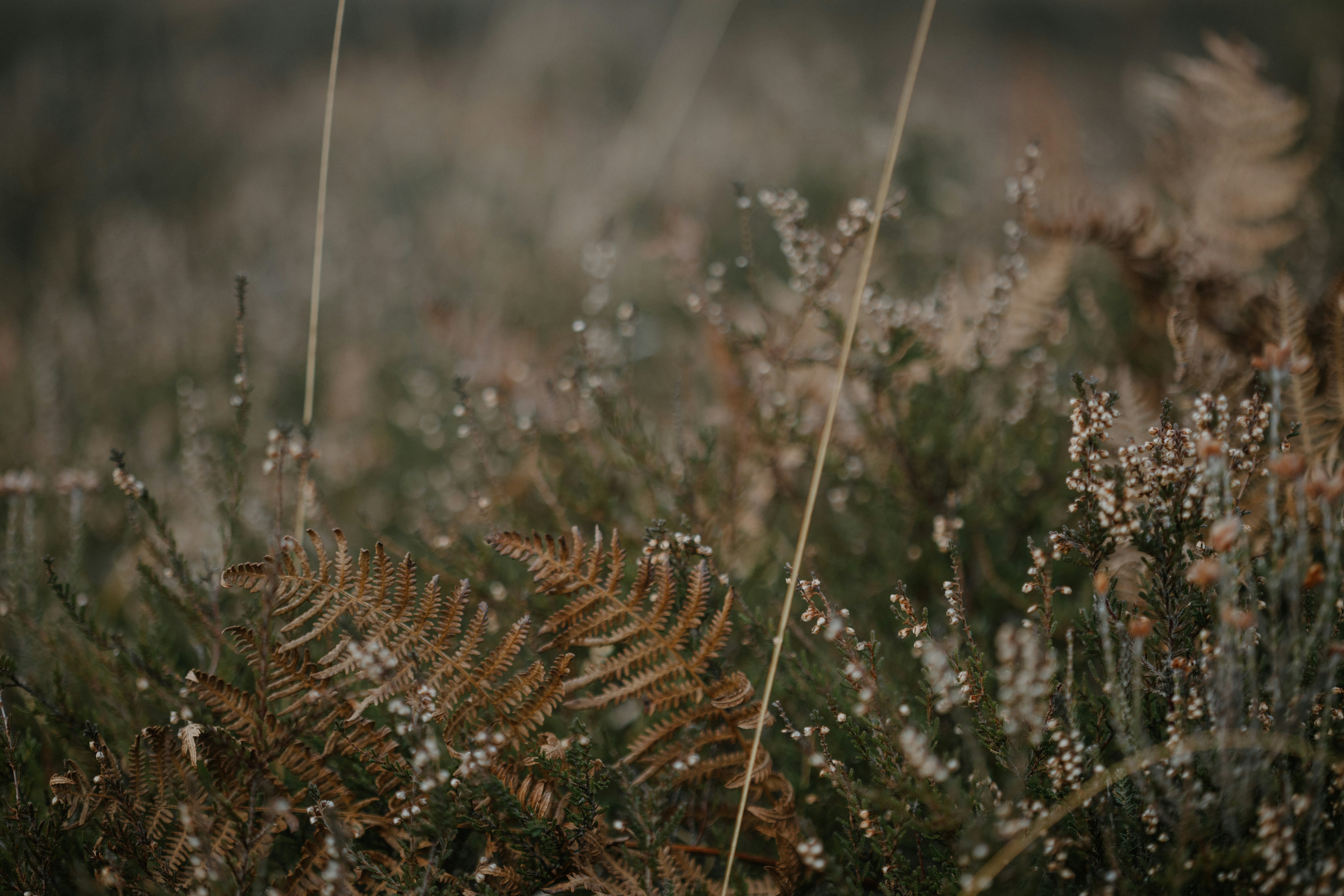 Photo by anniespratt