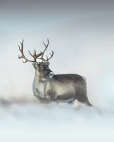 A deer with antlers standing in the snow