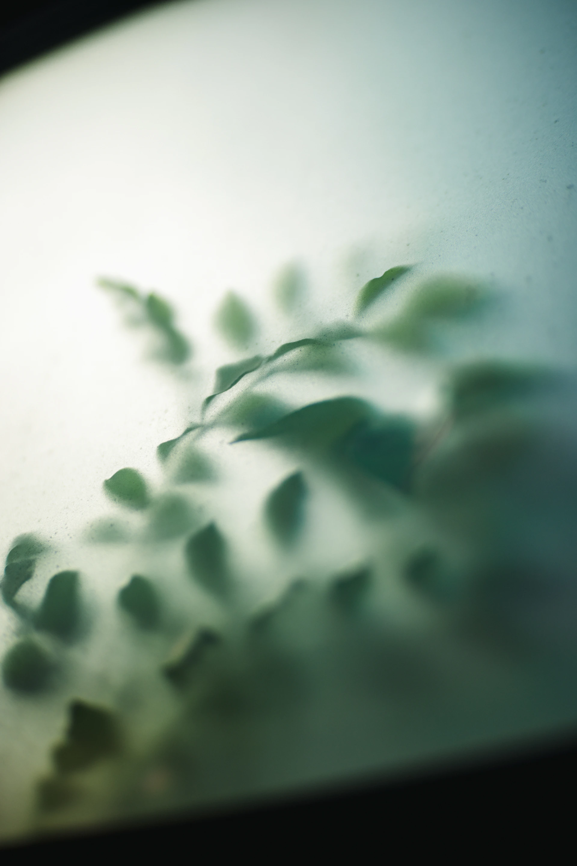 A blurry picture of leaves on a window sill