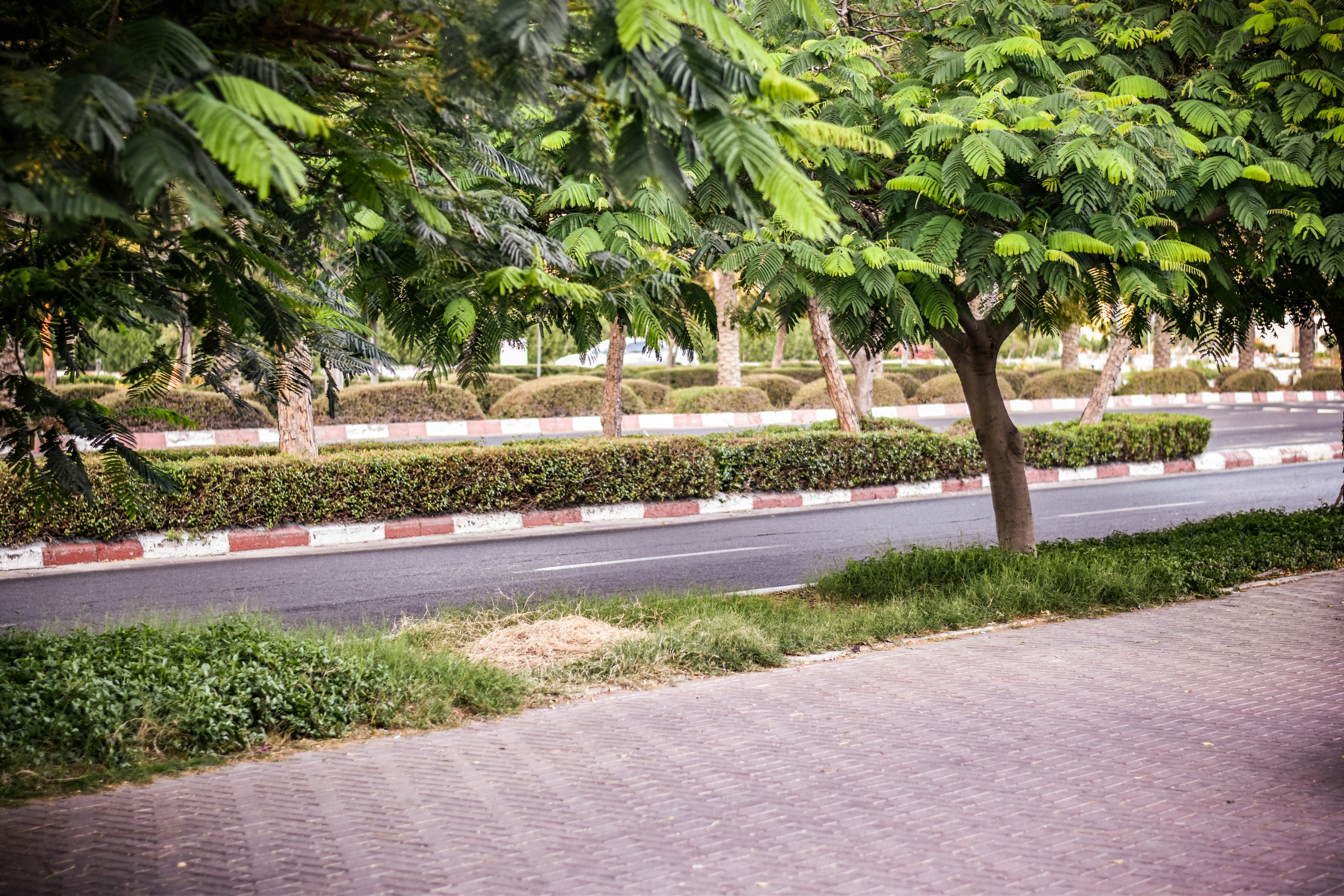 A street lined with trees and bushes next to a road