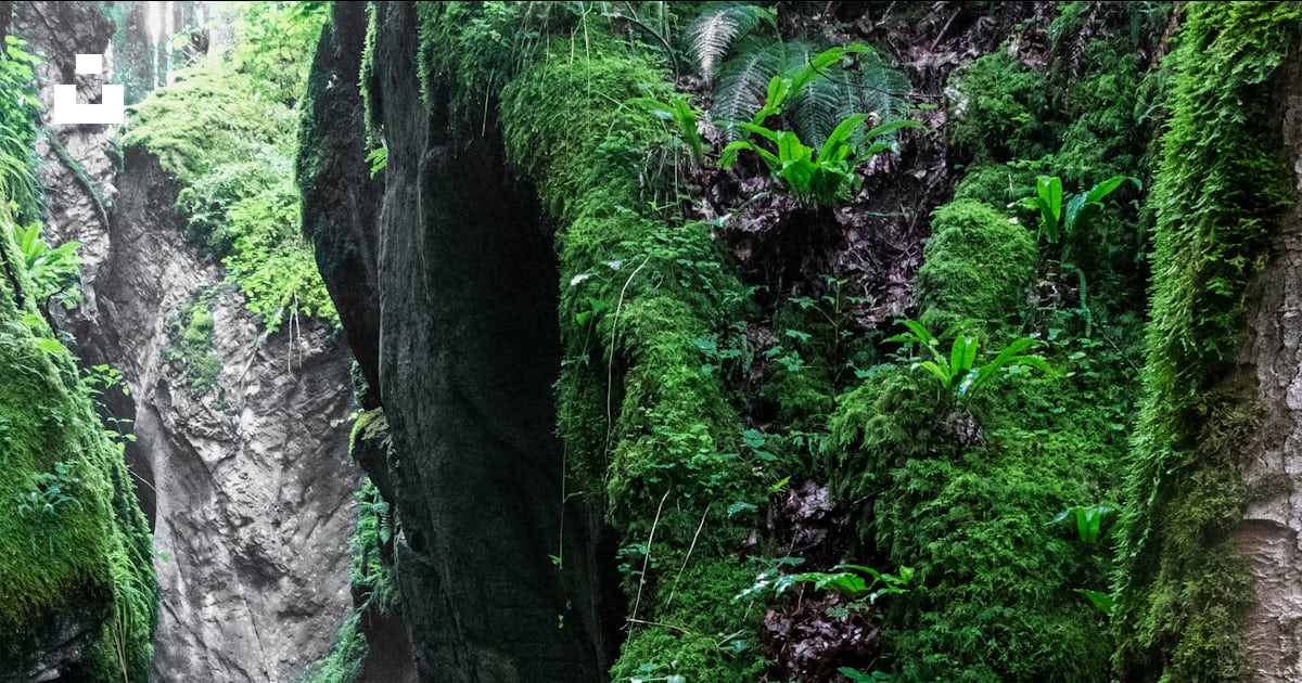A Narrow Path With Moss Growing On The Rocks Photo Free Austria Image A Narrow Path With Moss Growing On The Rocks Photo Free Austria Image