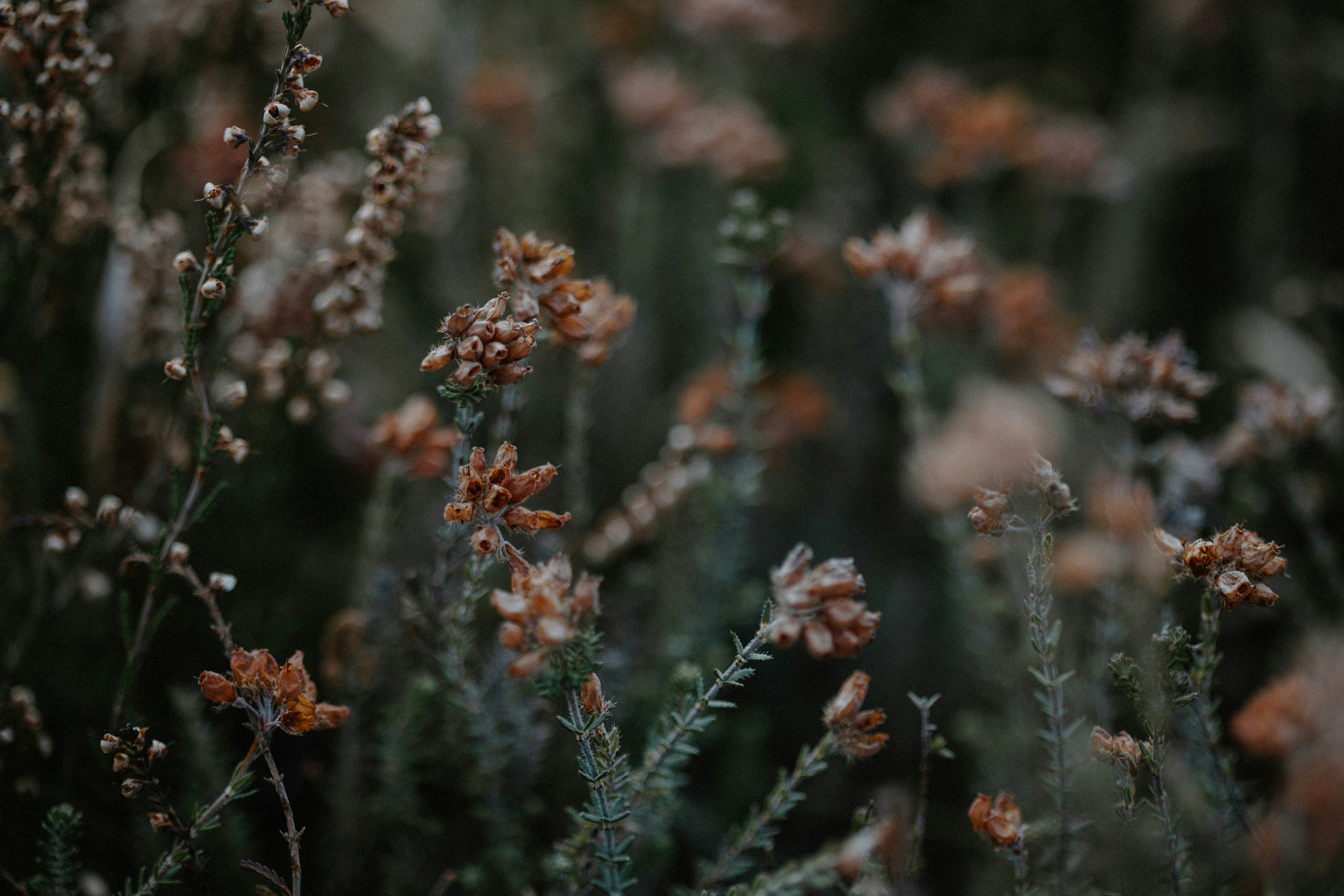 Photo by anniespratt