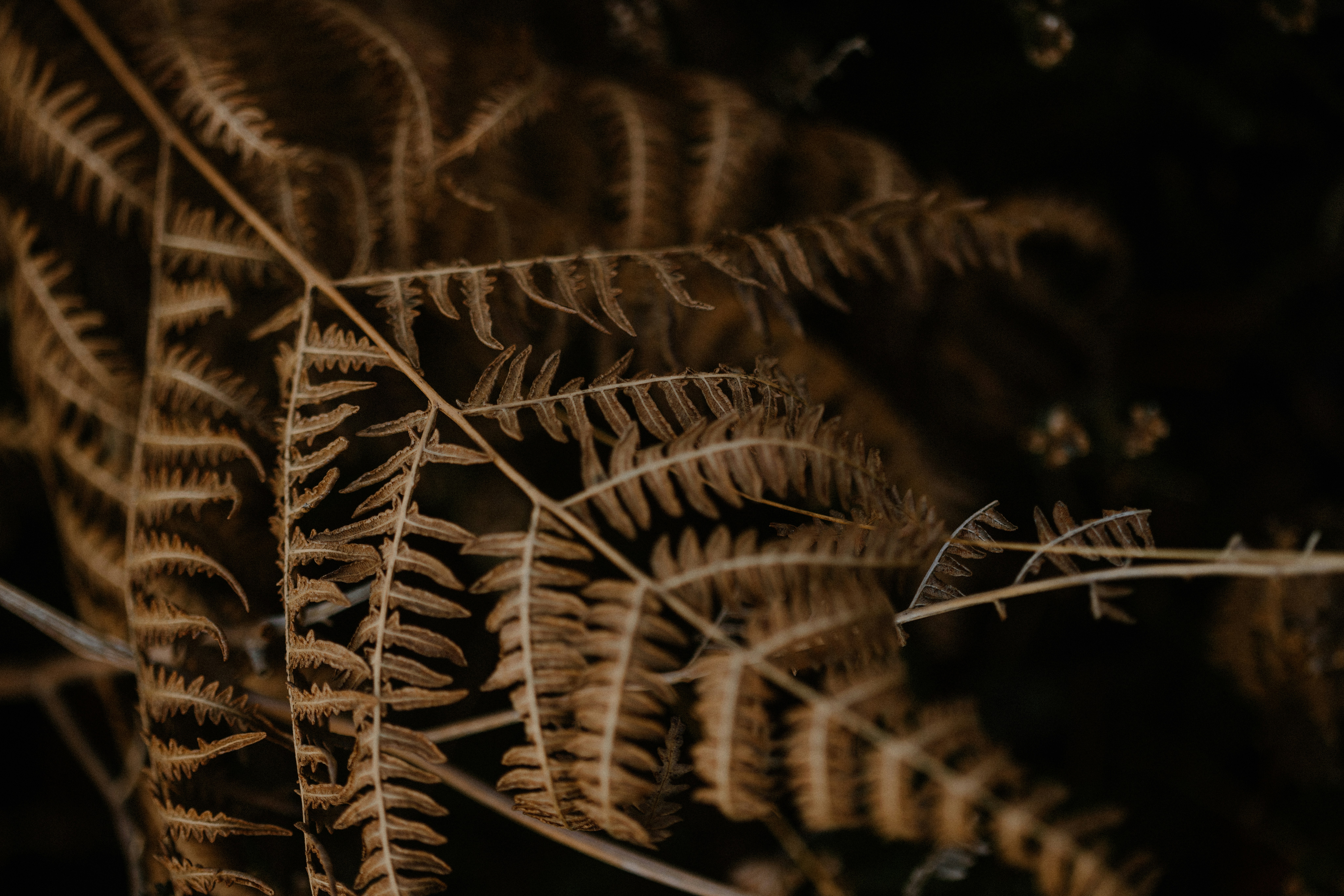 Photo by anniespratt