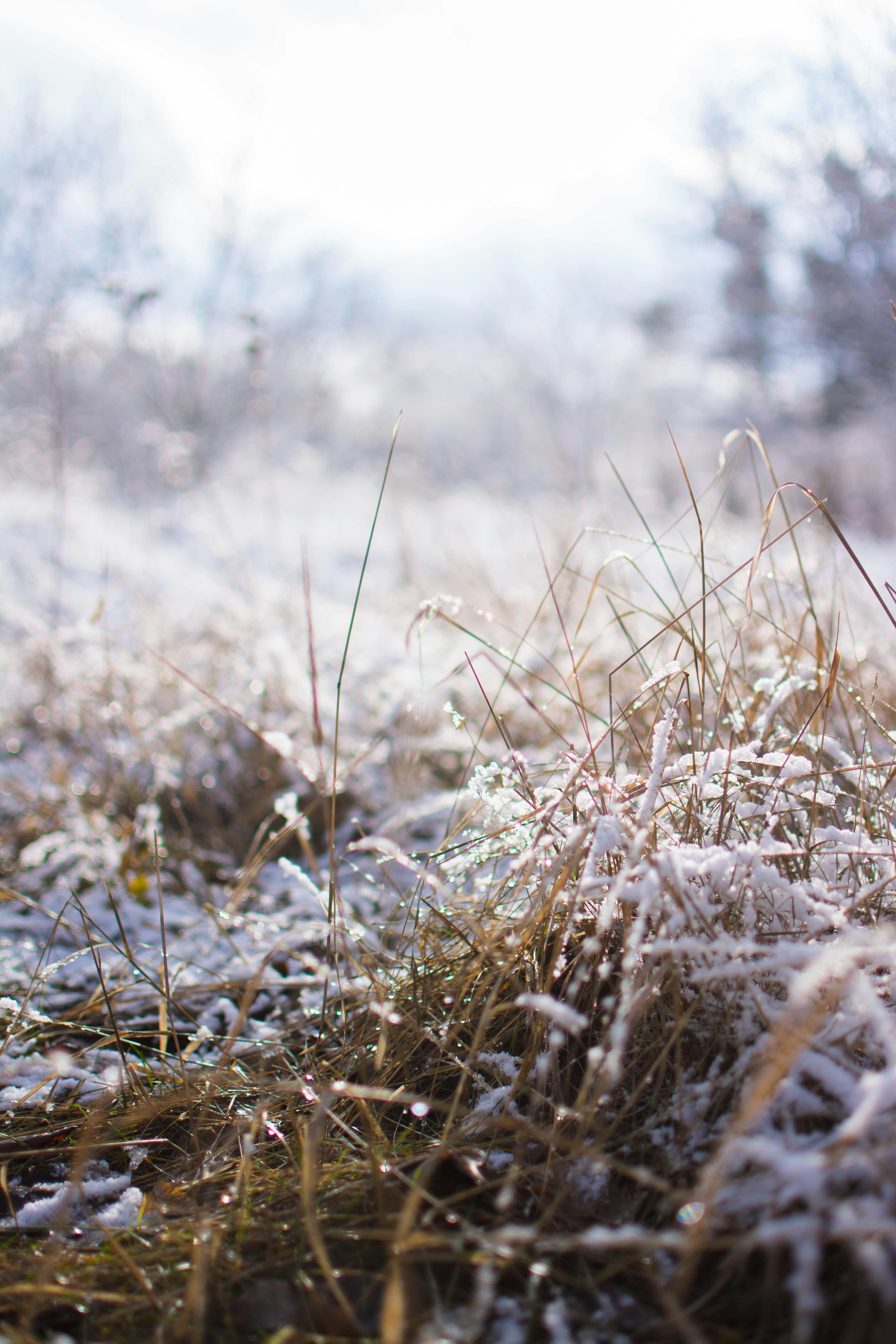 Un campo cubierto de nieve con hierba y árboles al fondo