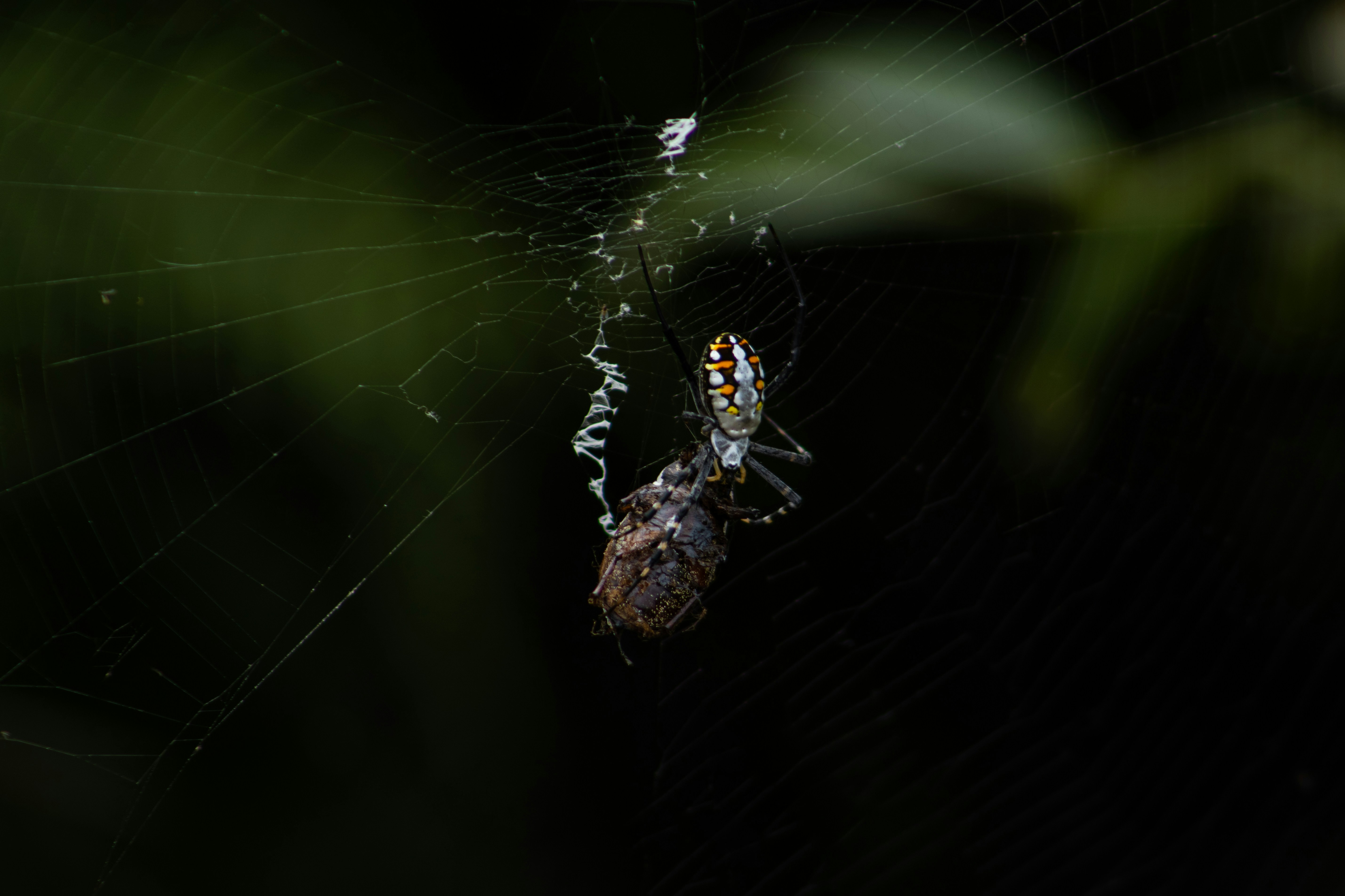 Photo by photoriksha