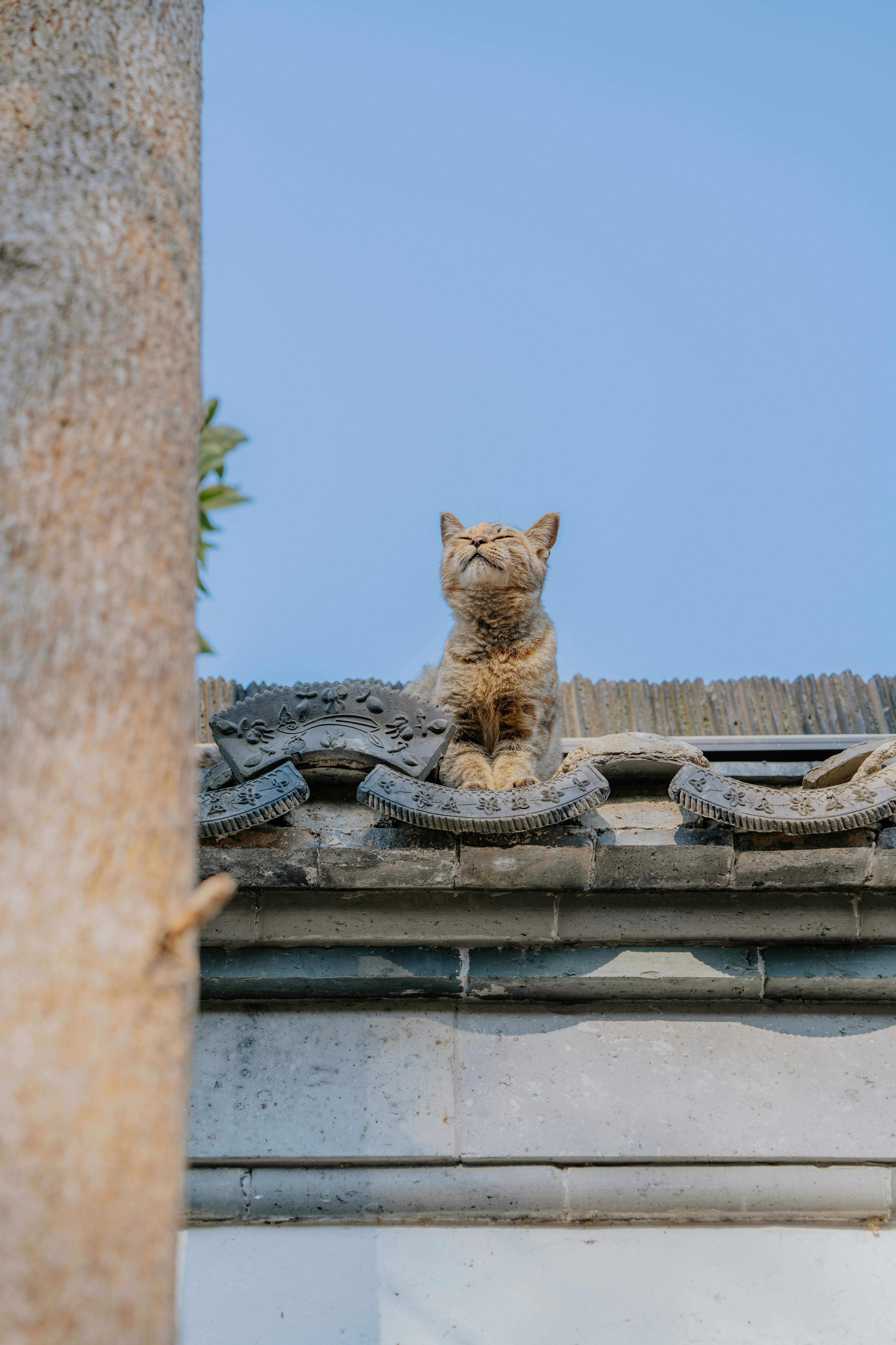 A cat sitting on top of a roof photo – Free Cat Image on Unsplash